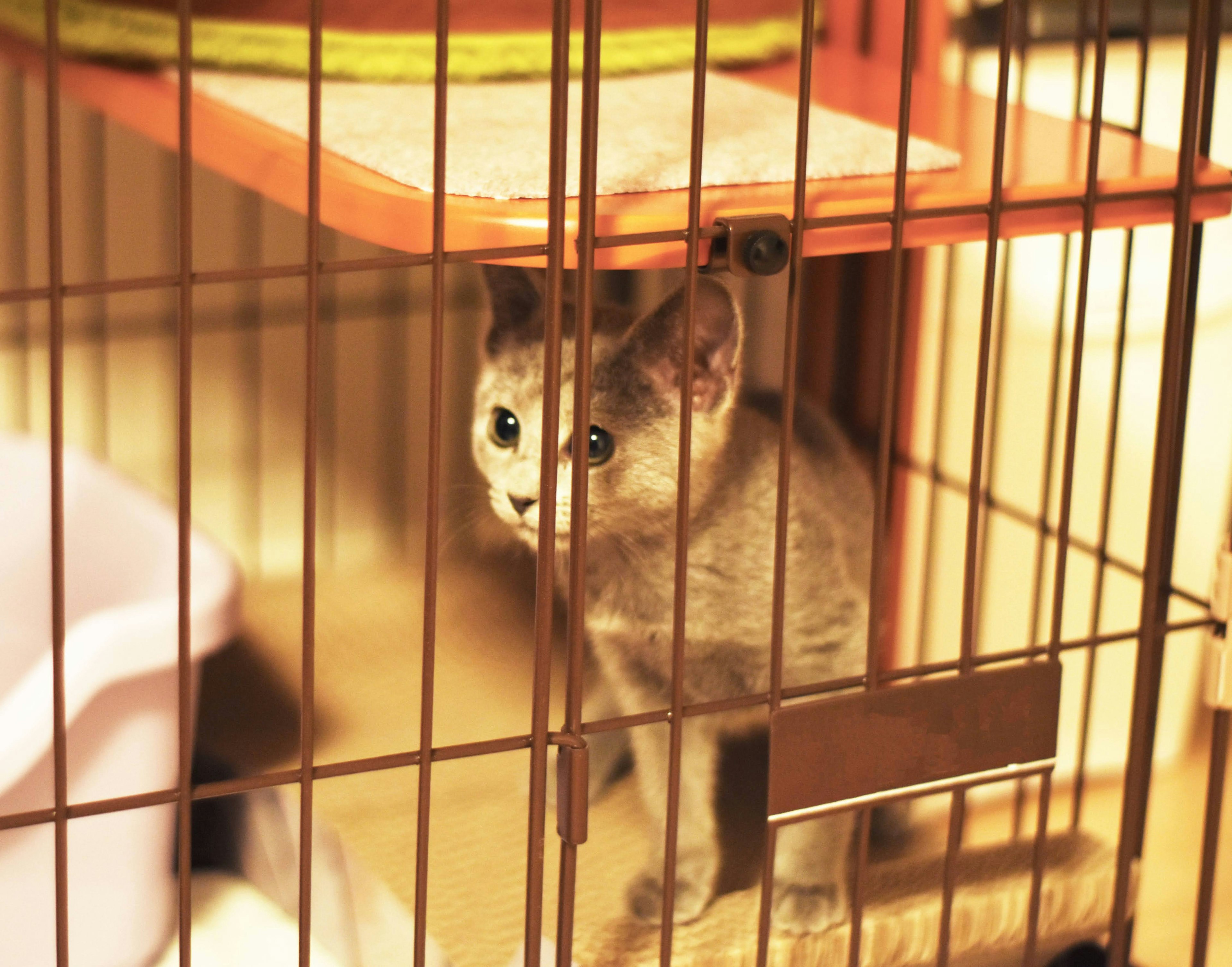 Gray cat peering curiously from inside a cage