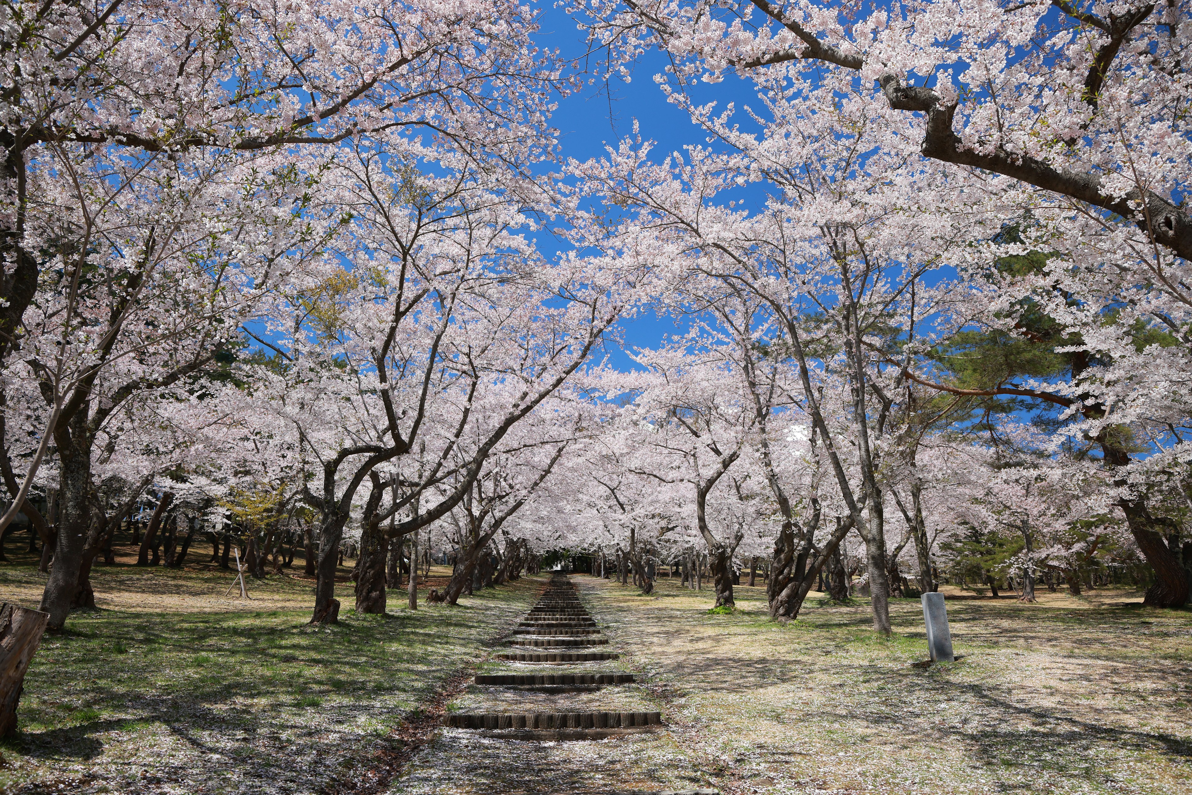 Bellissimo sentiero fiancheggiato da alberi di ciliegio sotto un cielo blu