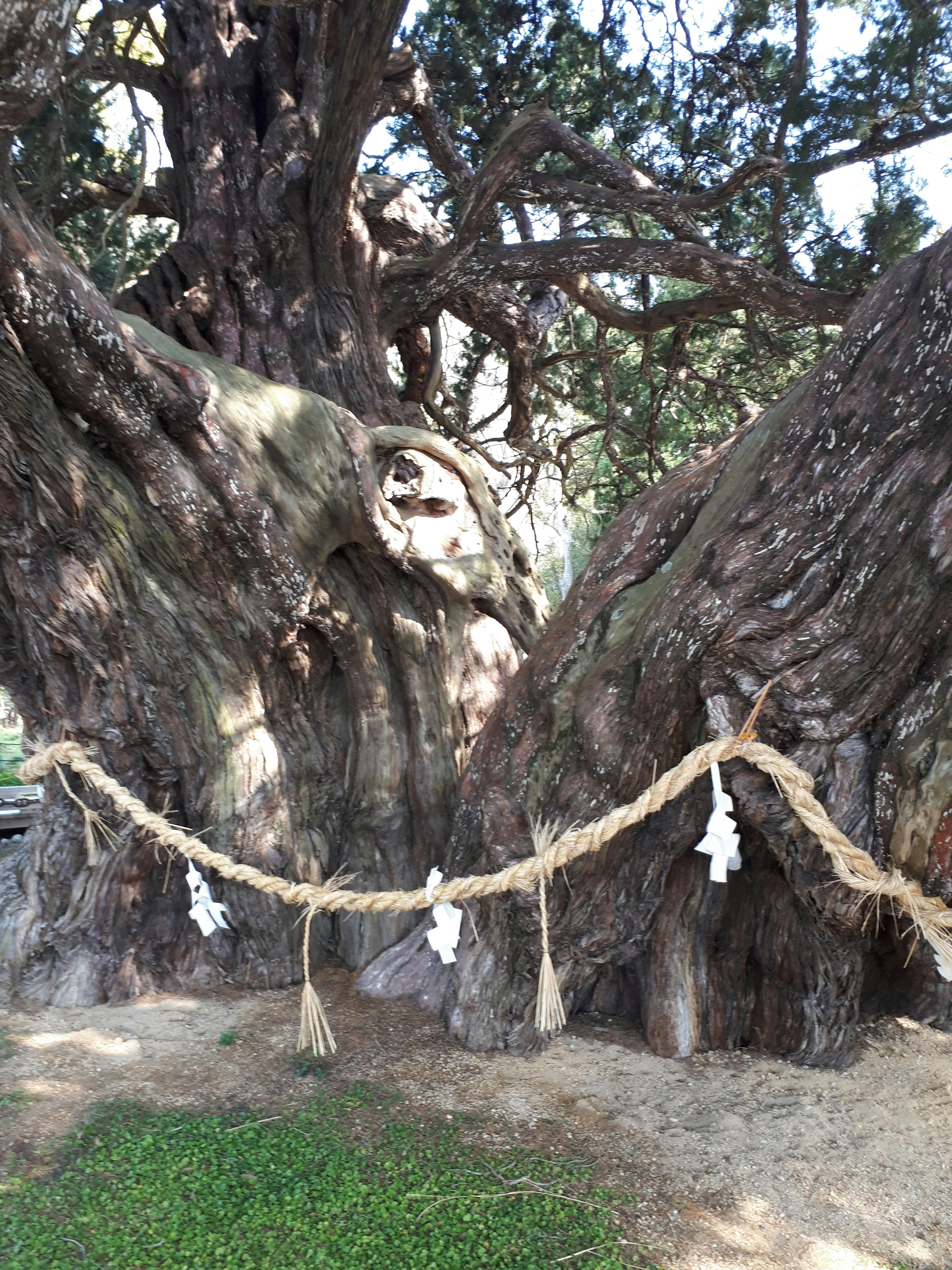 A close-up of an ancient tree trunk with detailed bark and a decorative rope with white shide