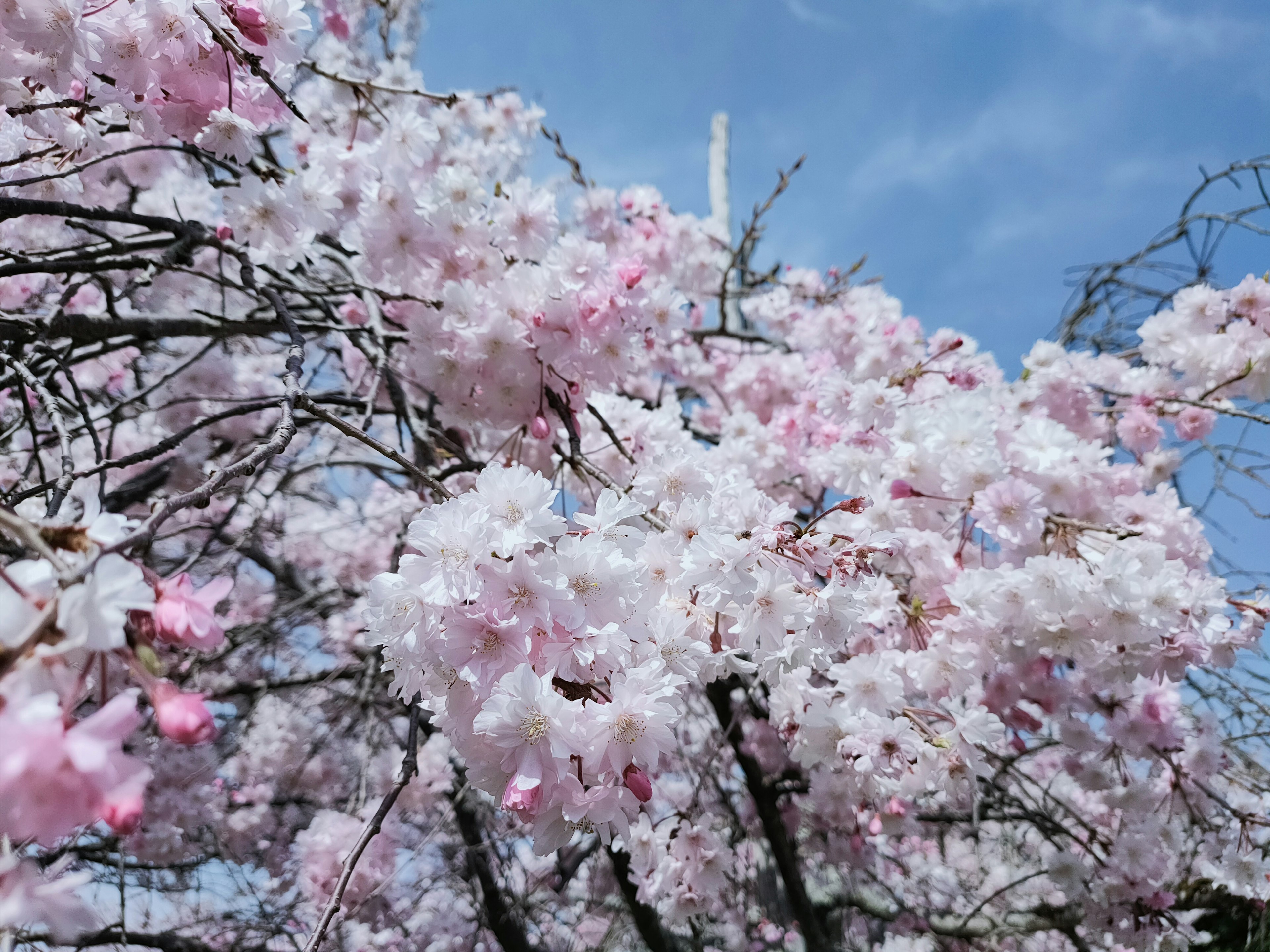 青空の下に咲くピンクの桜の花のクローズアップ