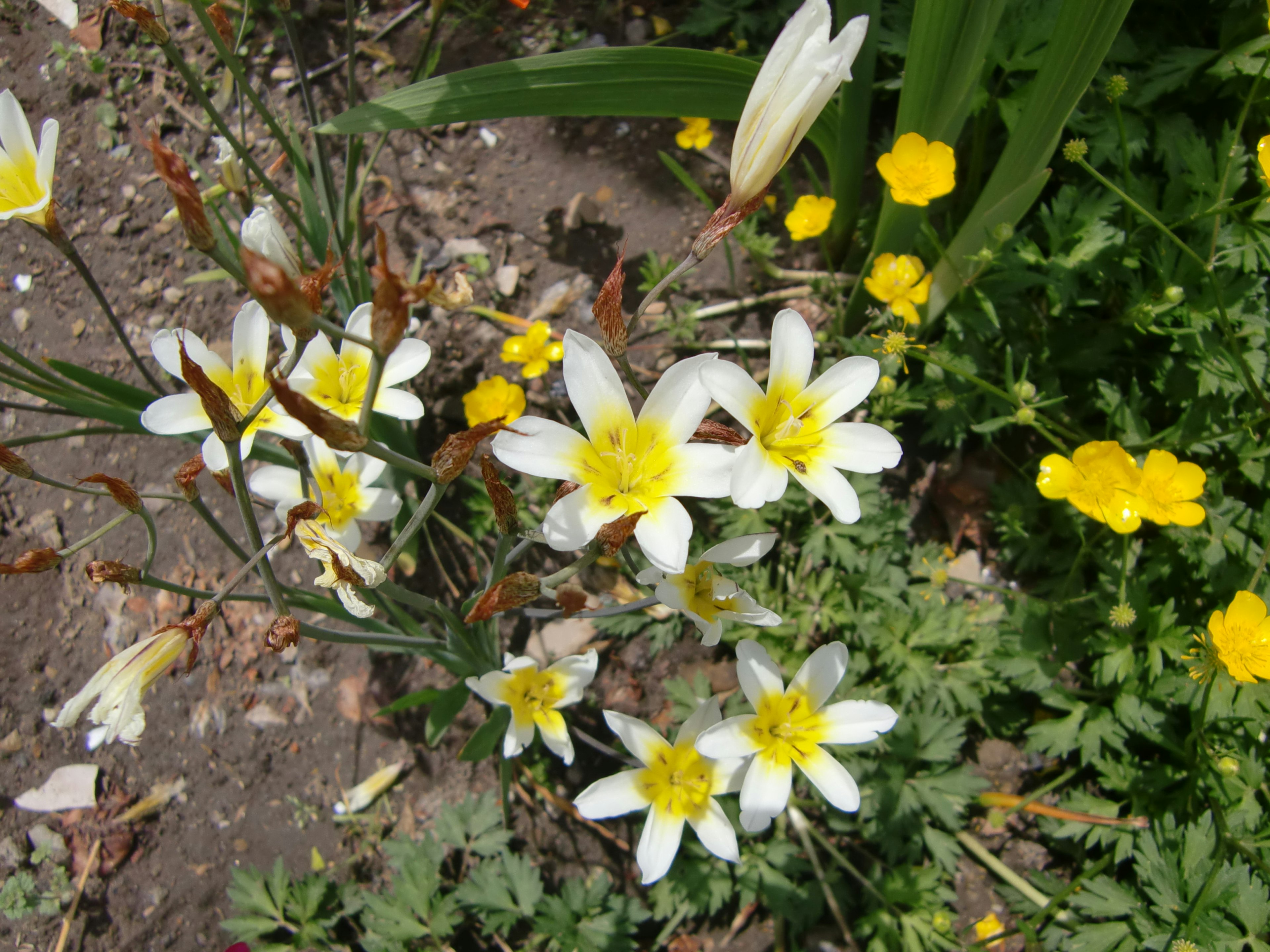 A garden scene with white flowers and yellow flowers blooming