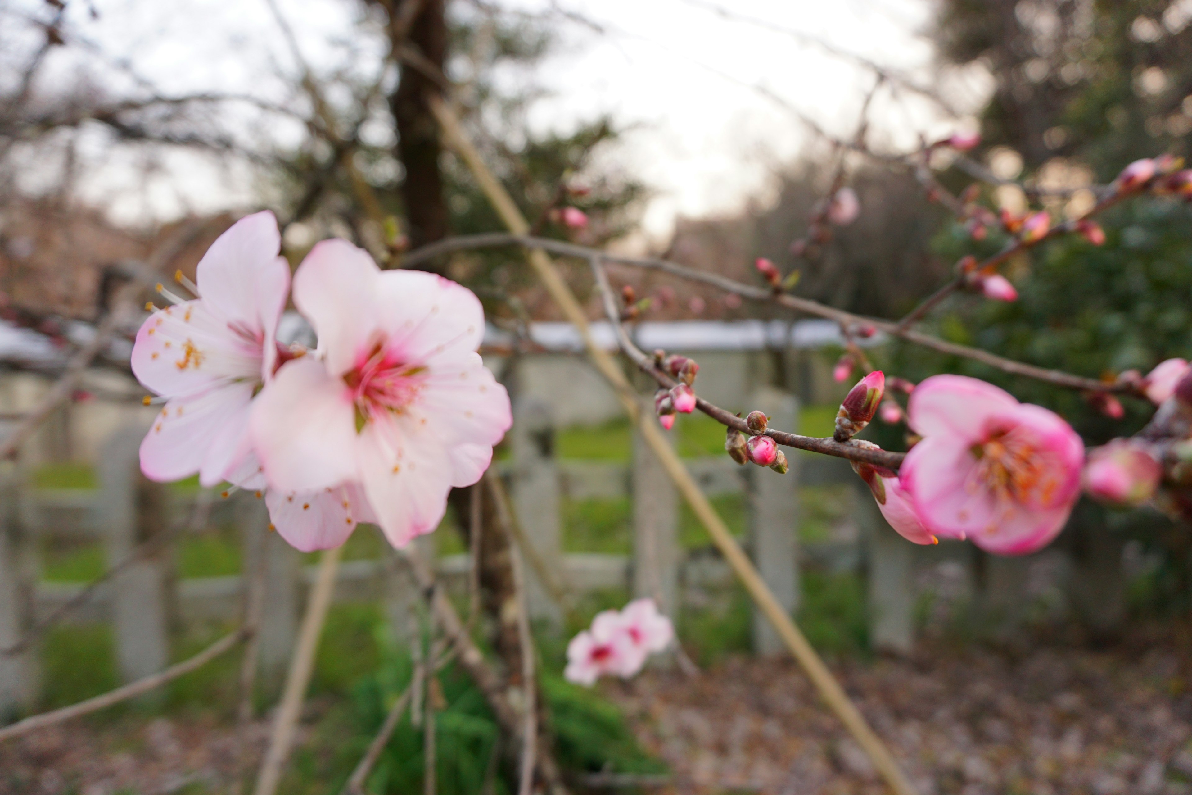 桜の花が咲いている枝のクローズアップ 背景にはぼんやりとした木々が見える