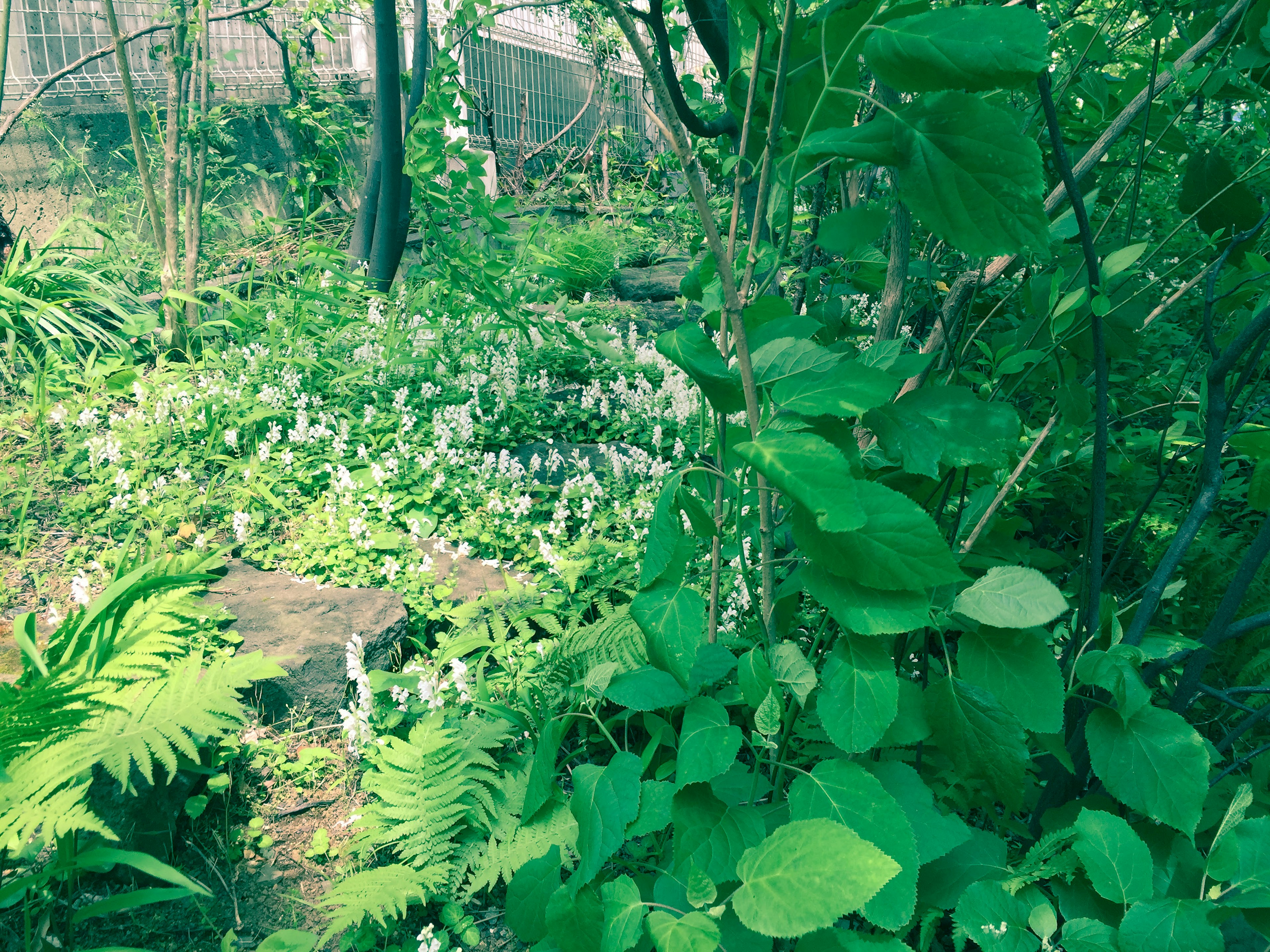 郁郁蔥蔥的花園，生機勃勃的綠植和白色花朵