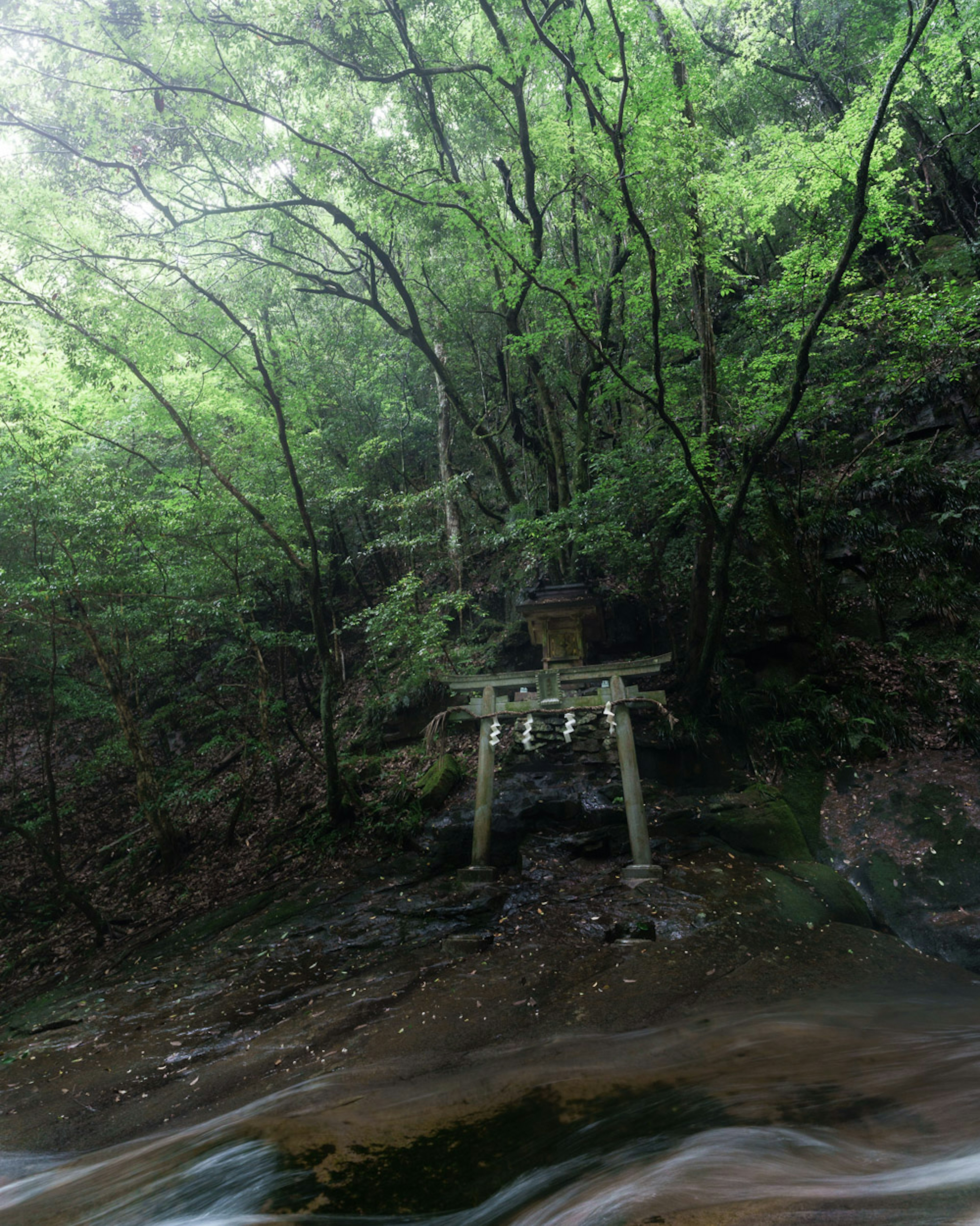 Torii in una foresta lussureggiante con acqua che scorre