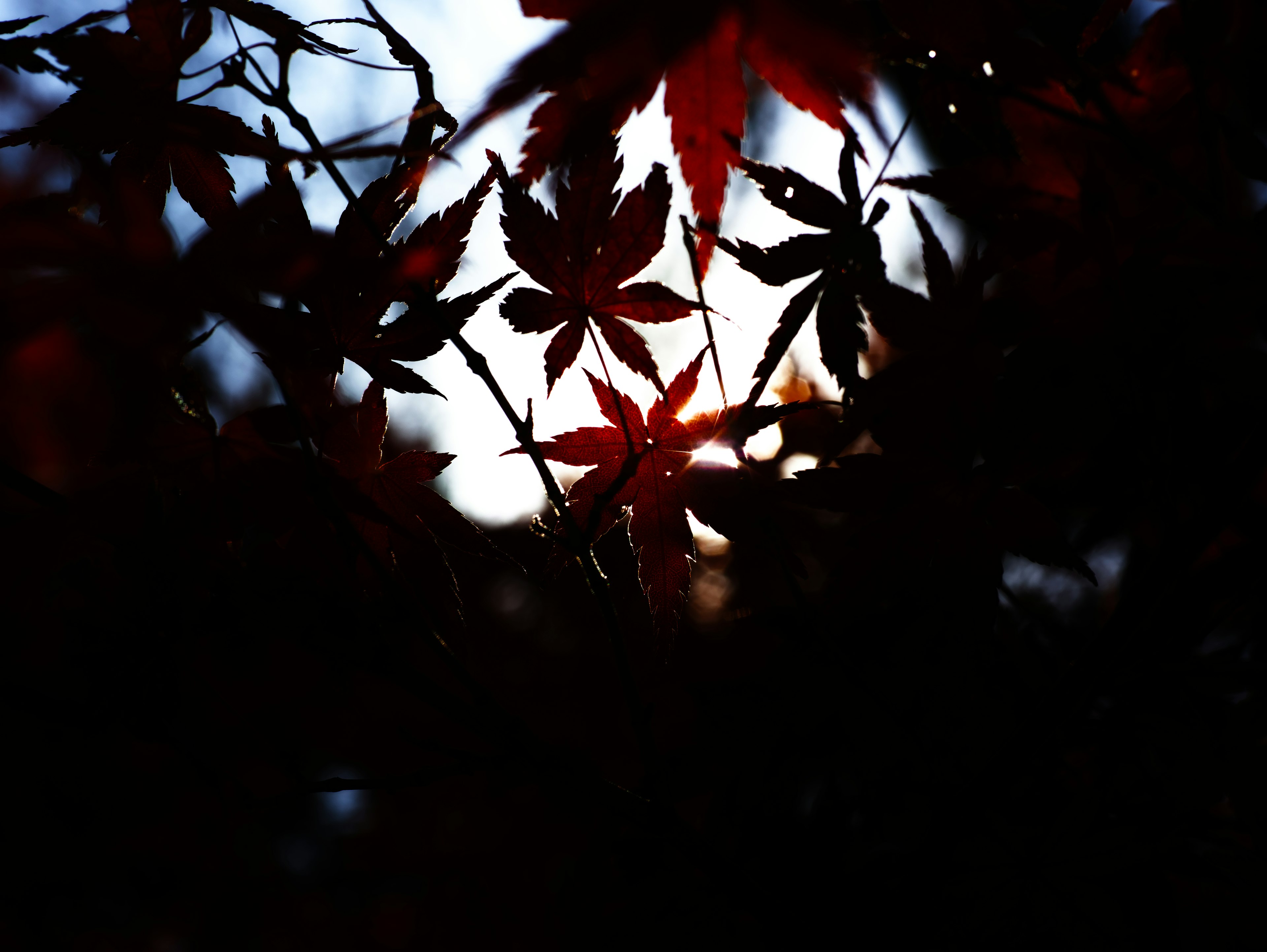 葉がシルエットとして浮かび上がる紅葉の美しい風景