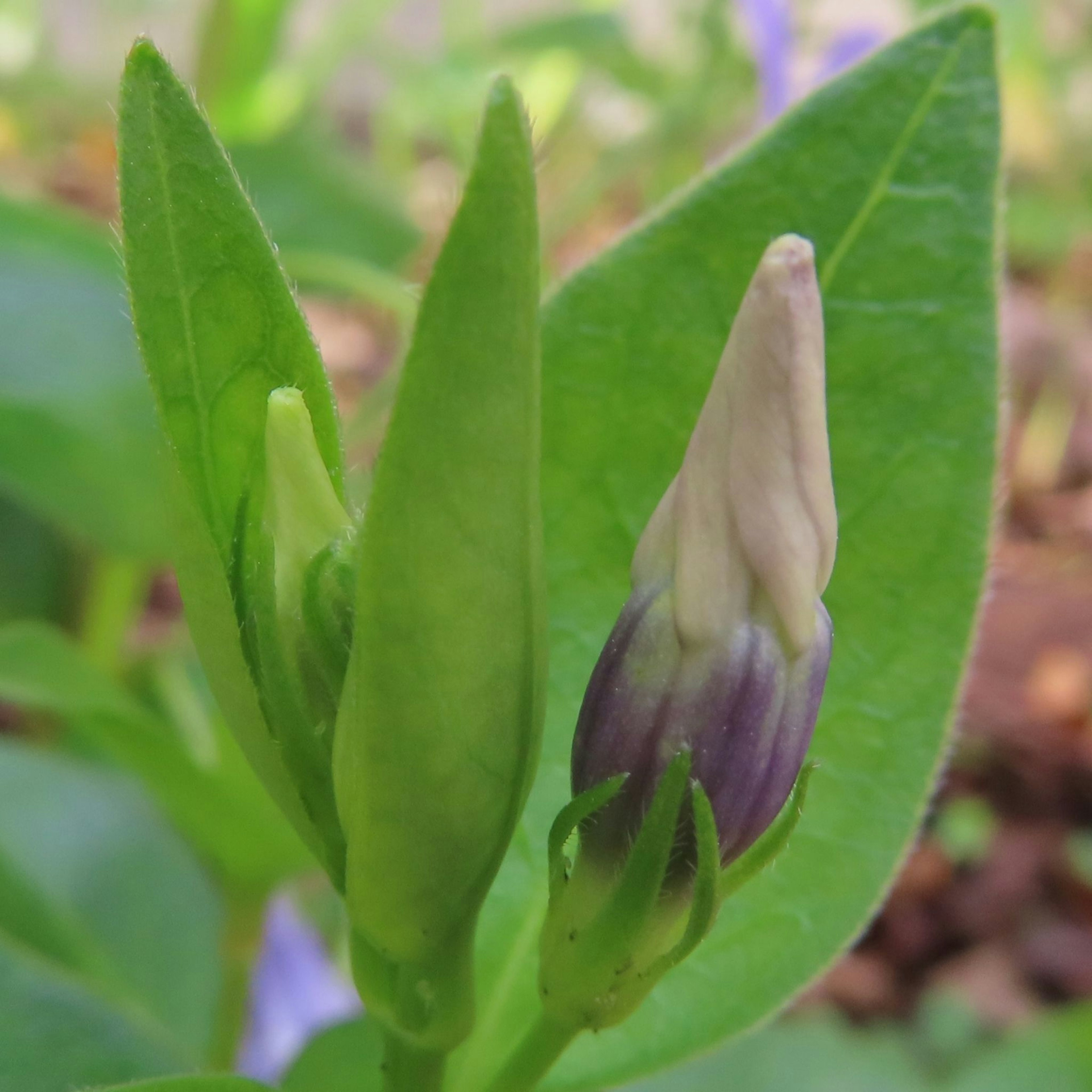 Gros plan sur une plante avec un bouton violet et des feuilles vertes