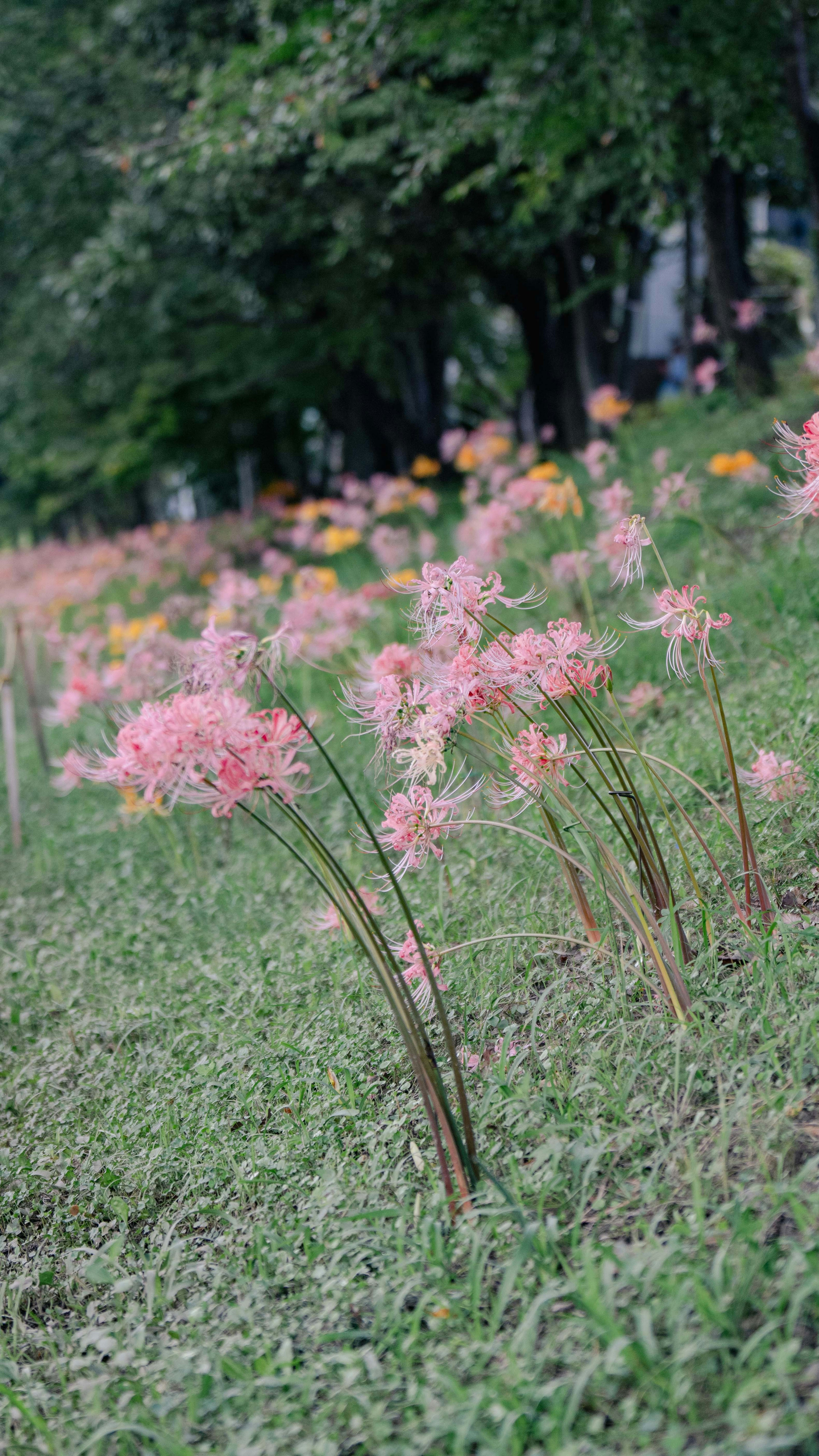 Lapangan bunga pink yang sedang mekar