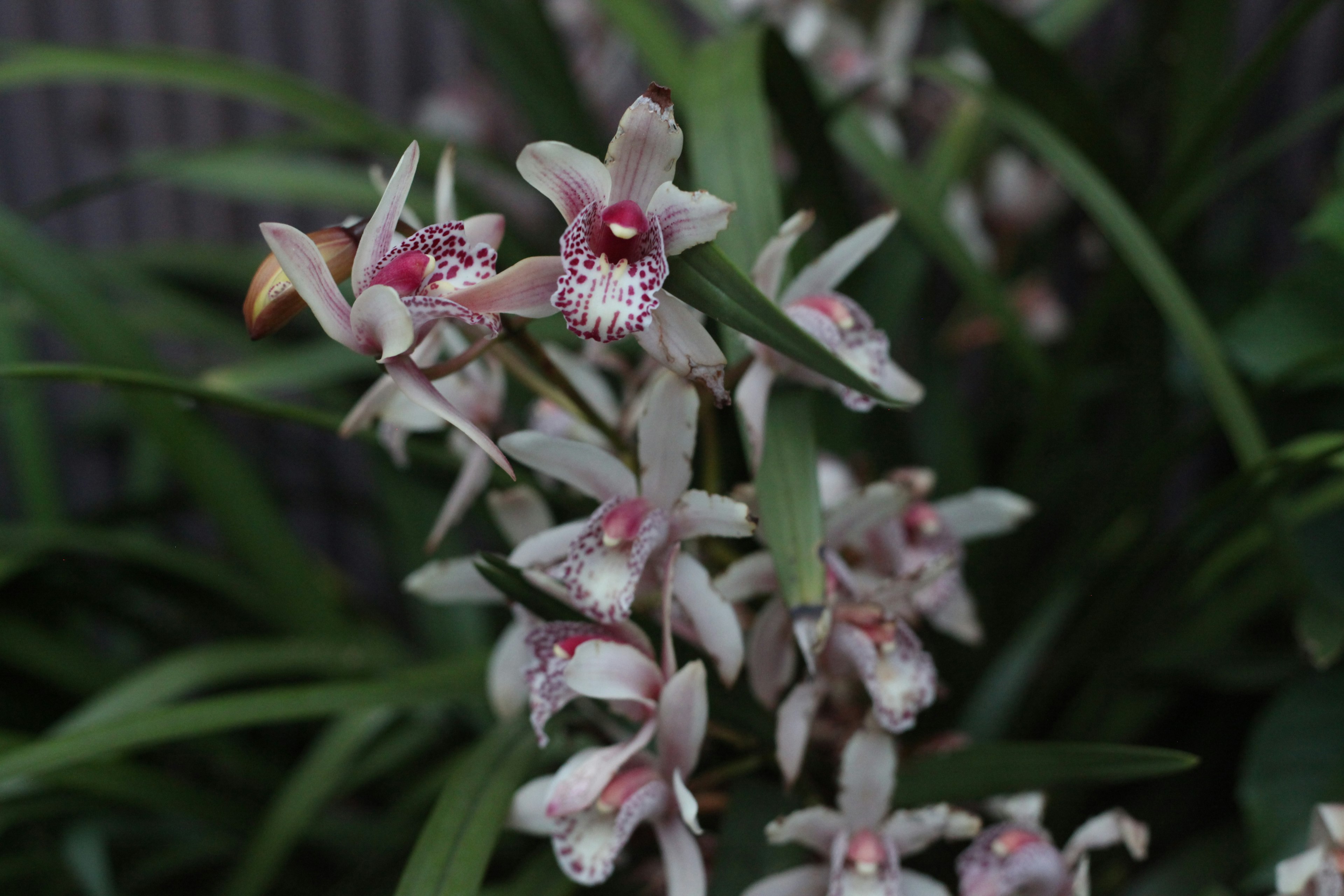 Orchid flowers with pink petals blooming among green leaves