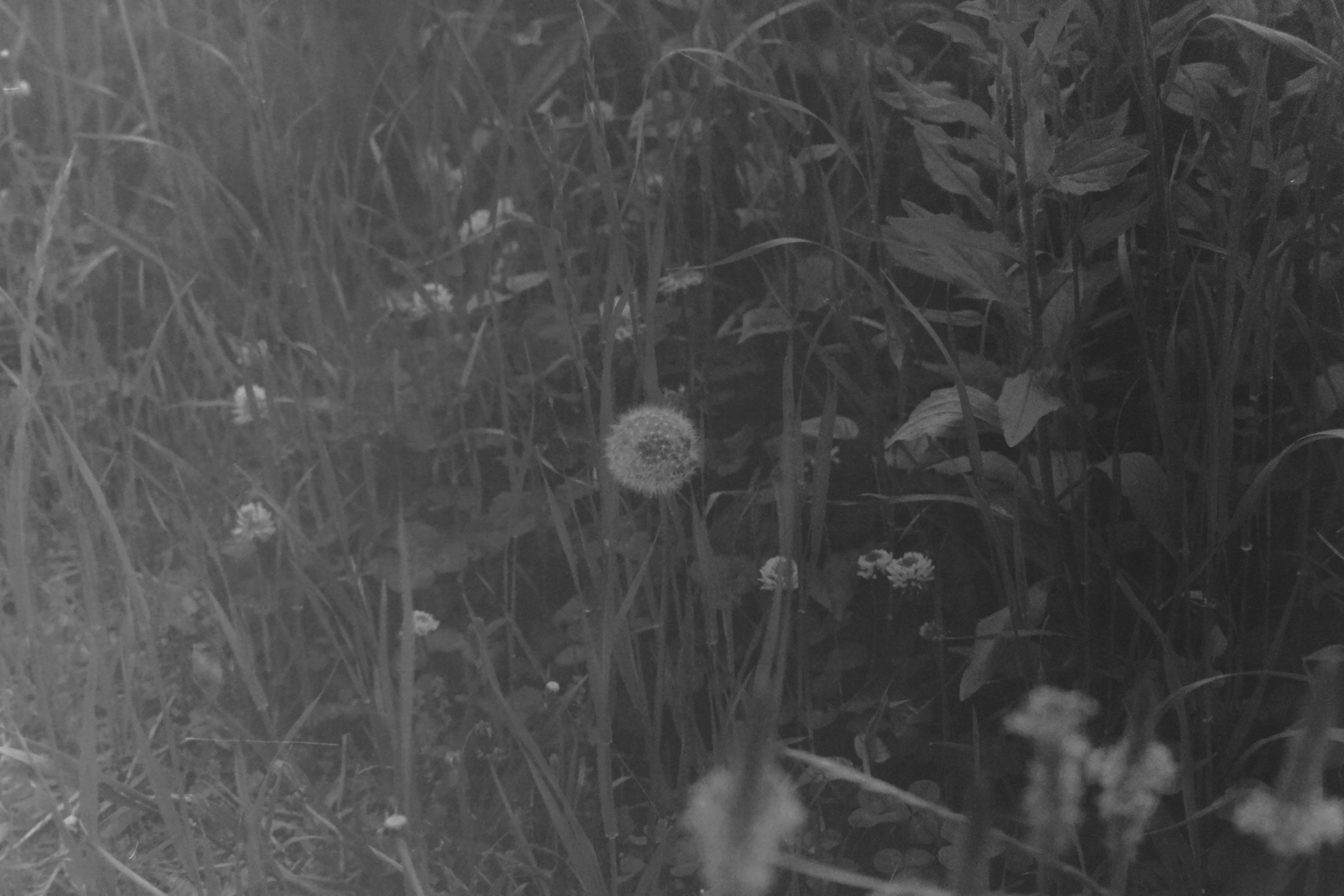 草原の中にある白いタンポポの花と緑の植物