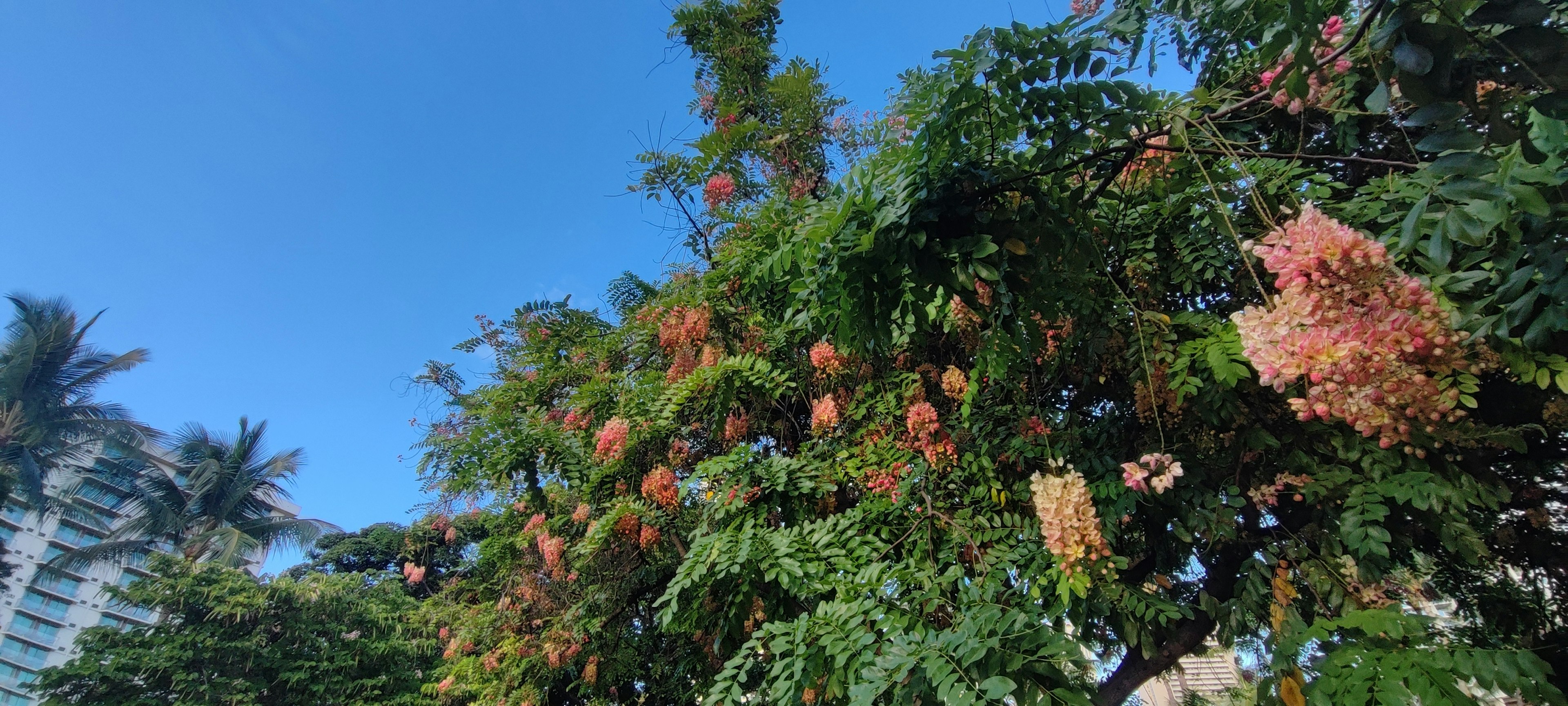 Un albero con fiori colorati sotto un cielo blu chiaro