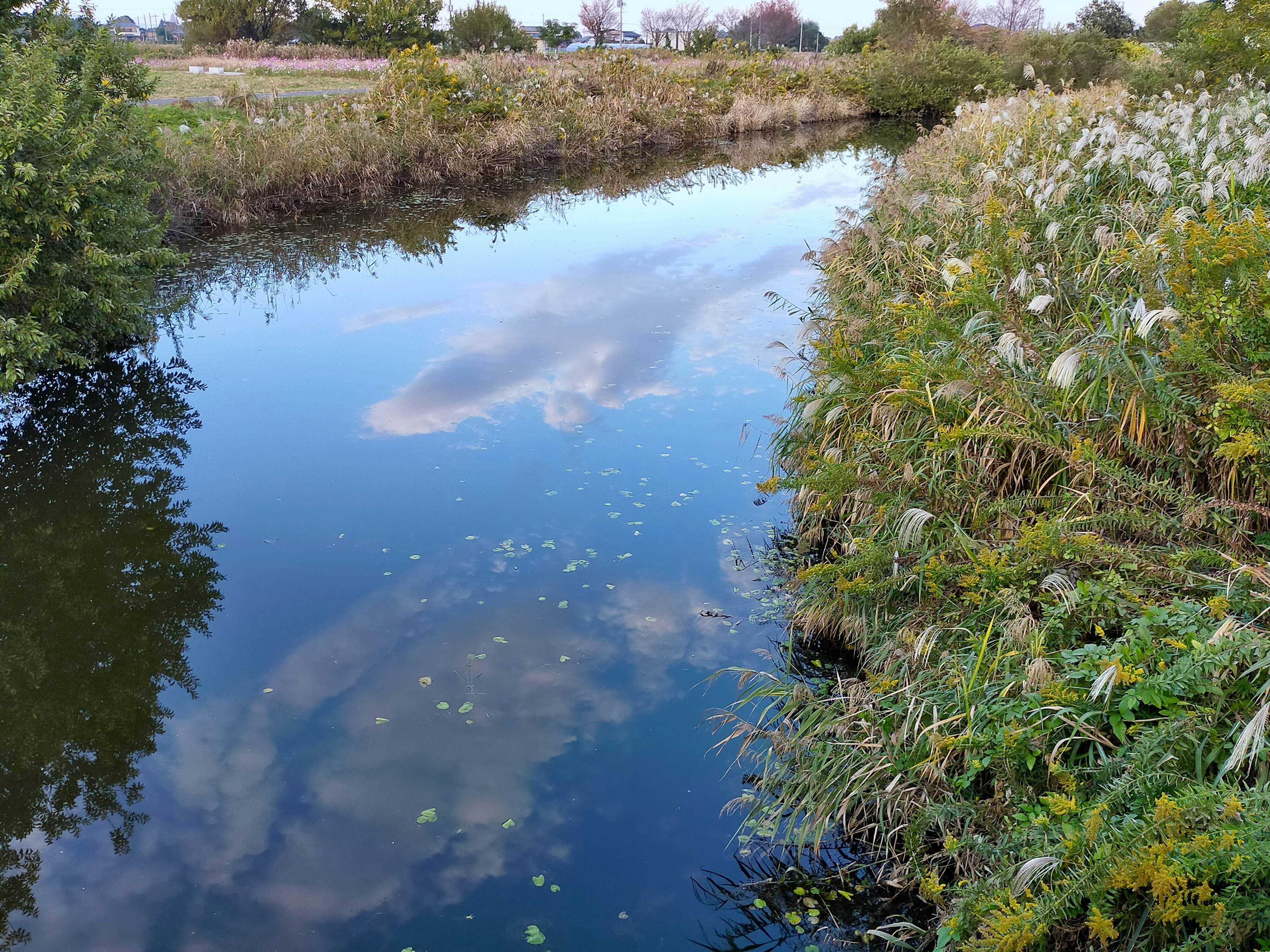 Calm river reflecting the sky and surrounding plants