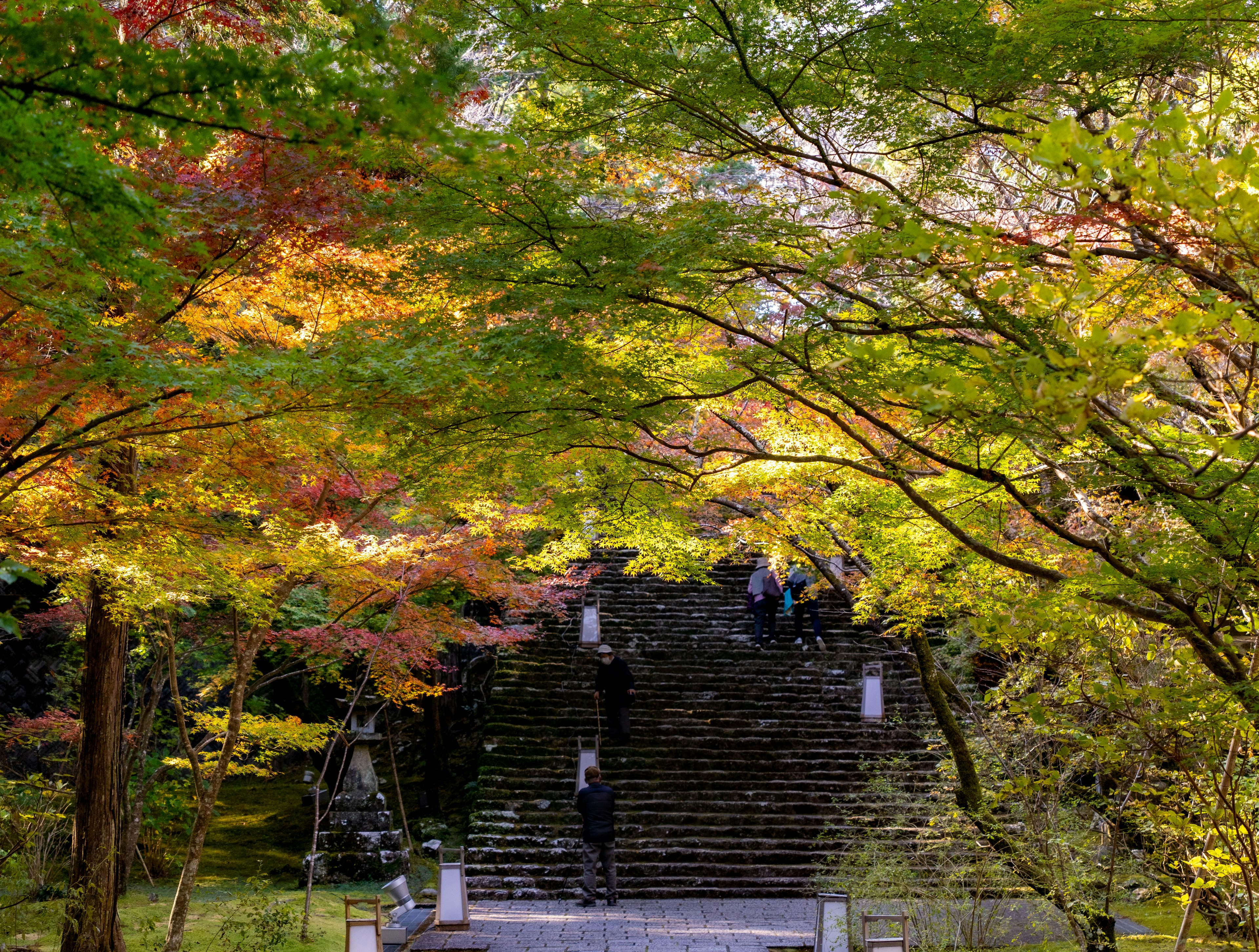 色とりどりの紅葉に囲まれた石の階段の風景