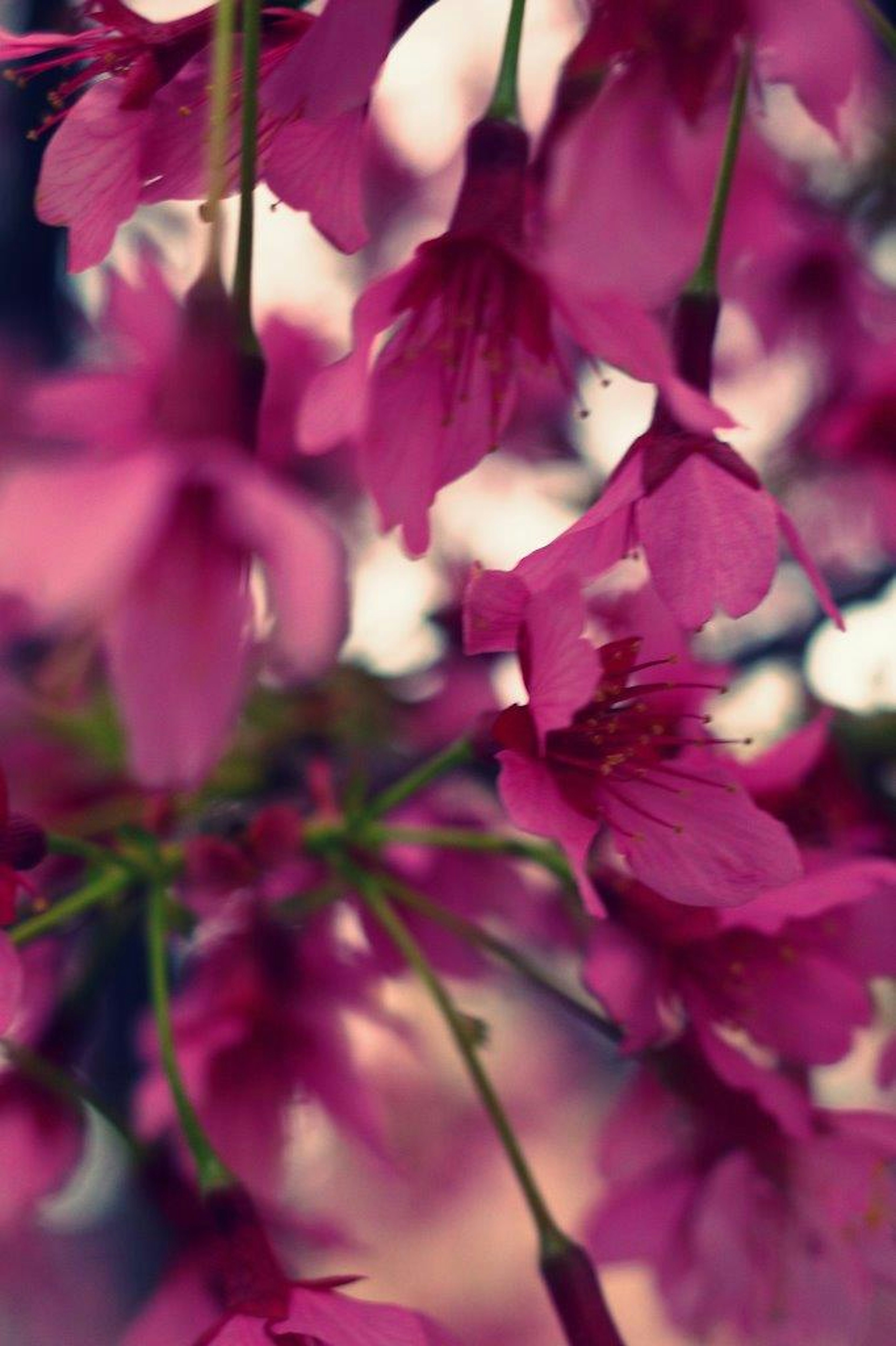 ピンクの桜の花が群生している様子のぼかし画像