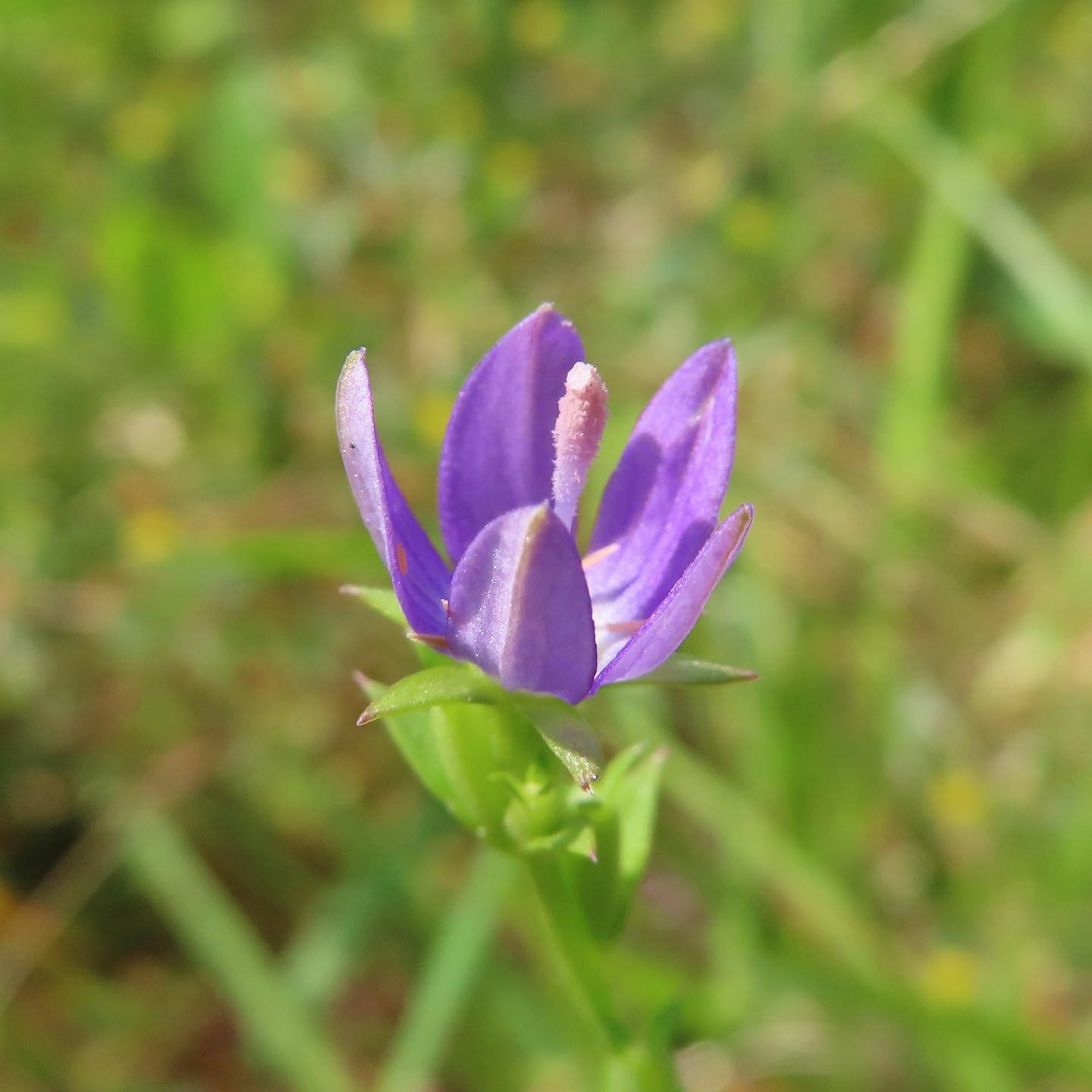 Fiore viola che sboccia tra l'erba verde