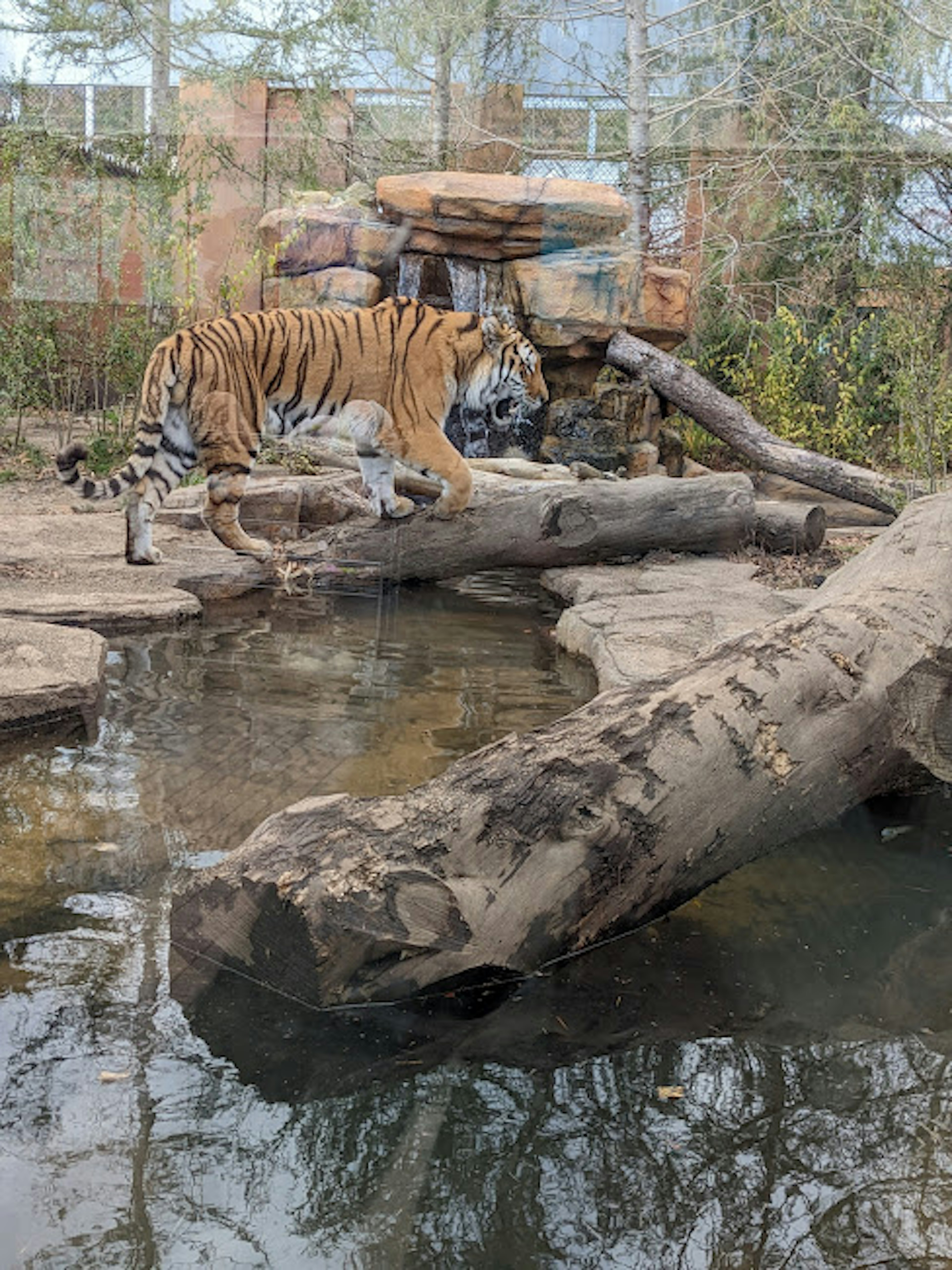 Harimau berjalan di atas kayu dekat air dengan batu di latar belakang