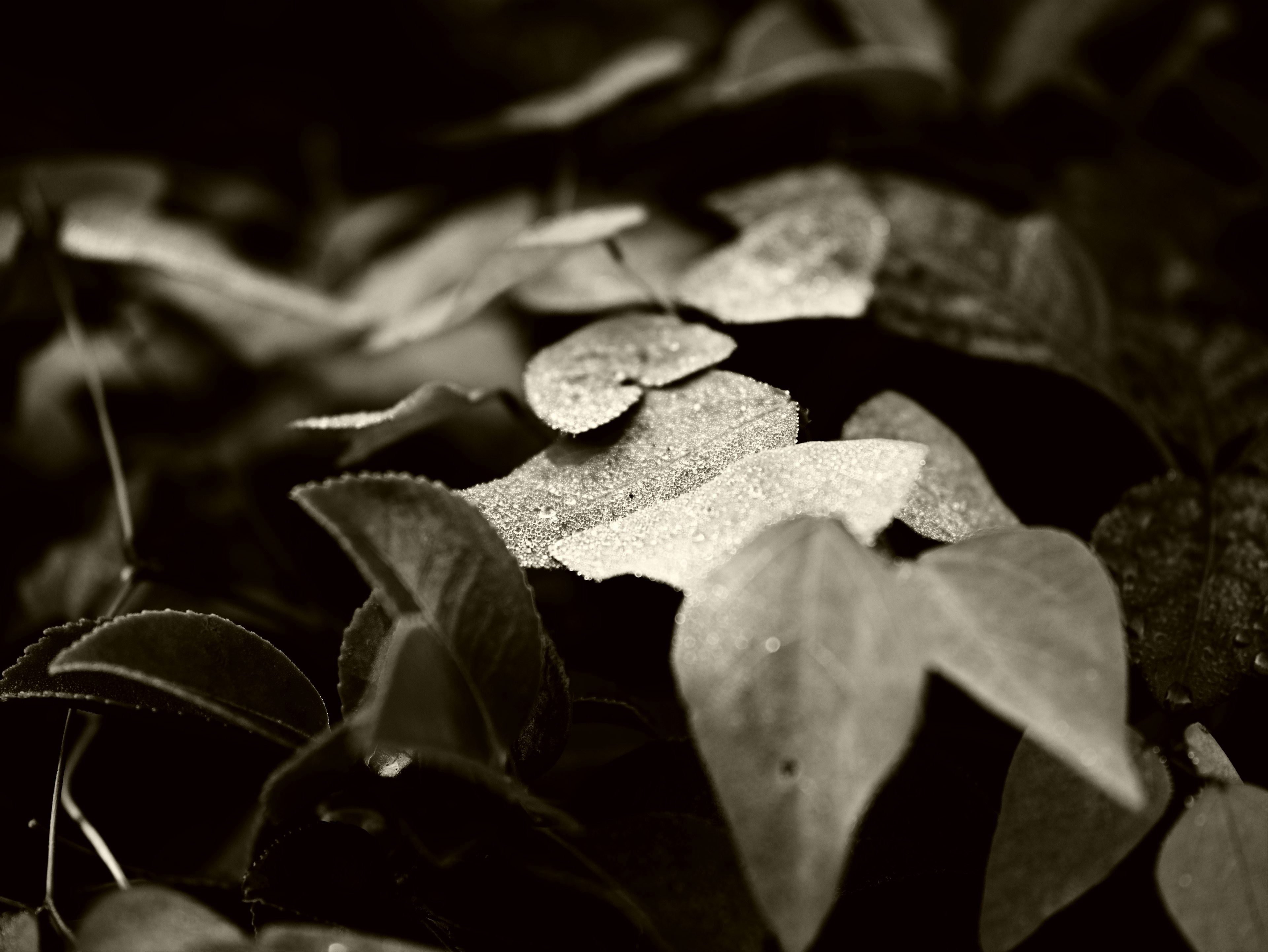 Gros plan de feuilles avec des gouttes d'eau en noir et blanc