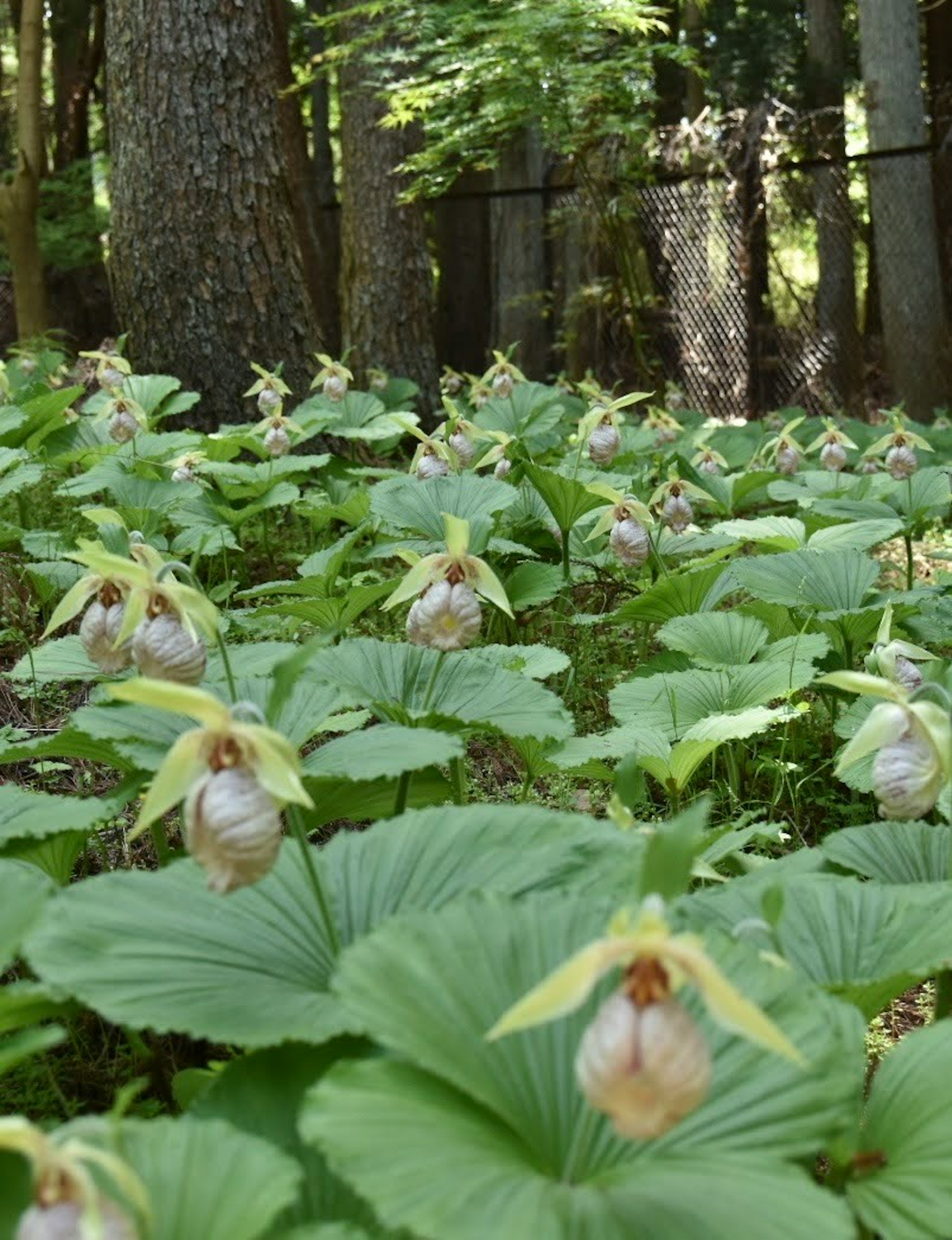 緑の葉の中に咲く多くの蘭の花の群れ