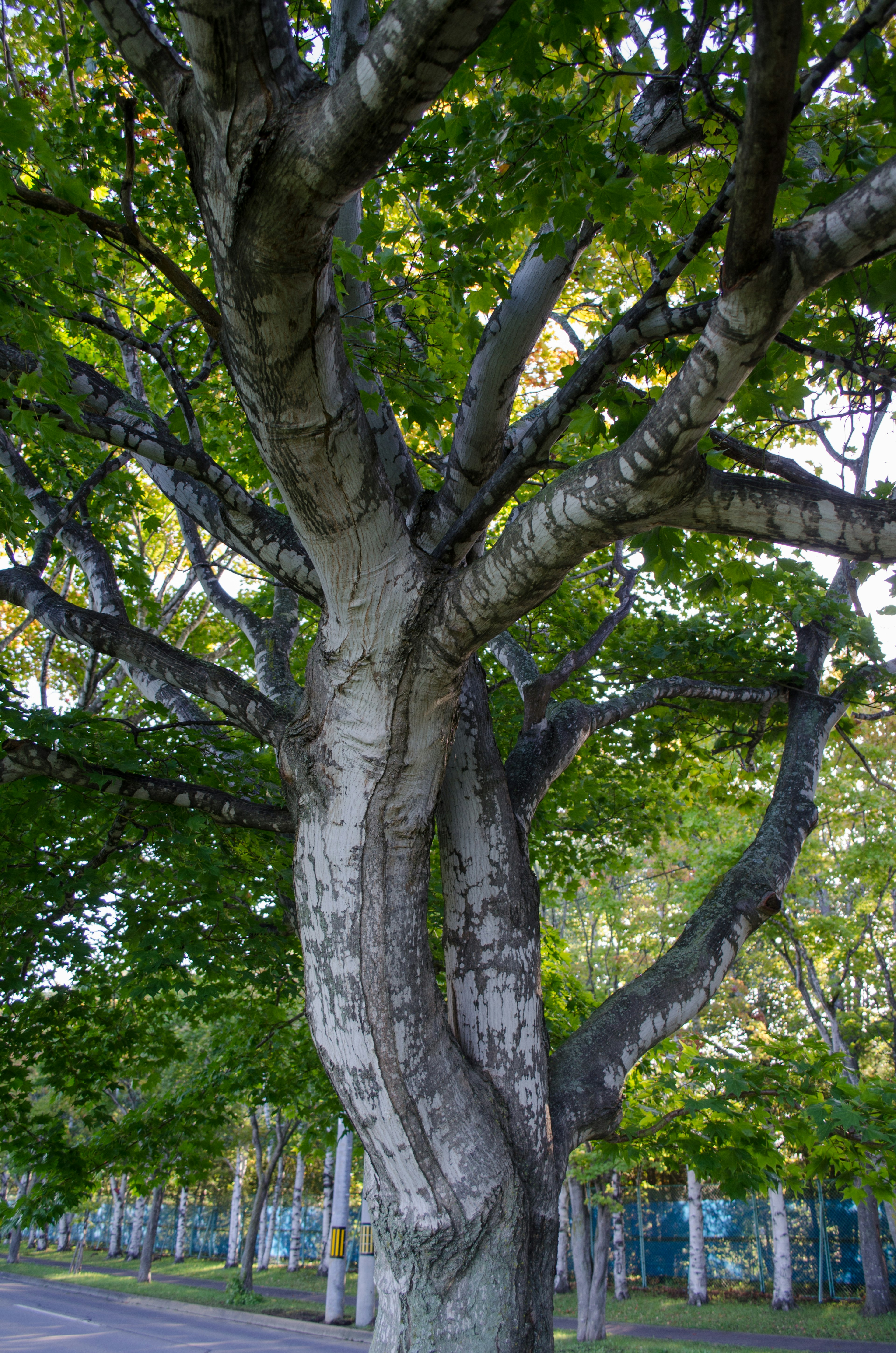 A large tree with green leaves and a twisted trunk