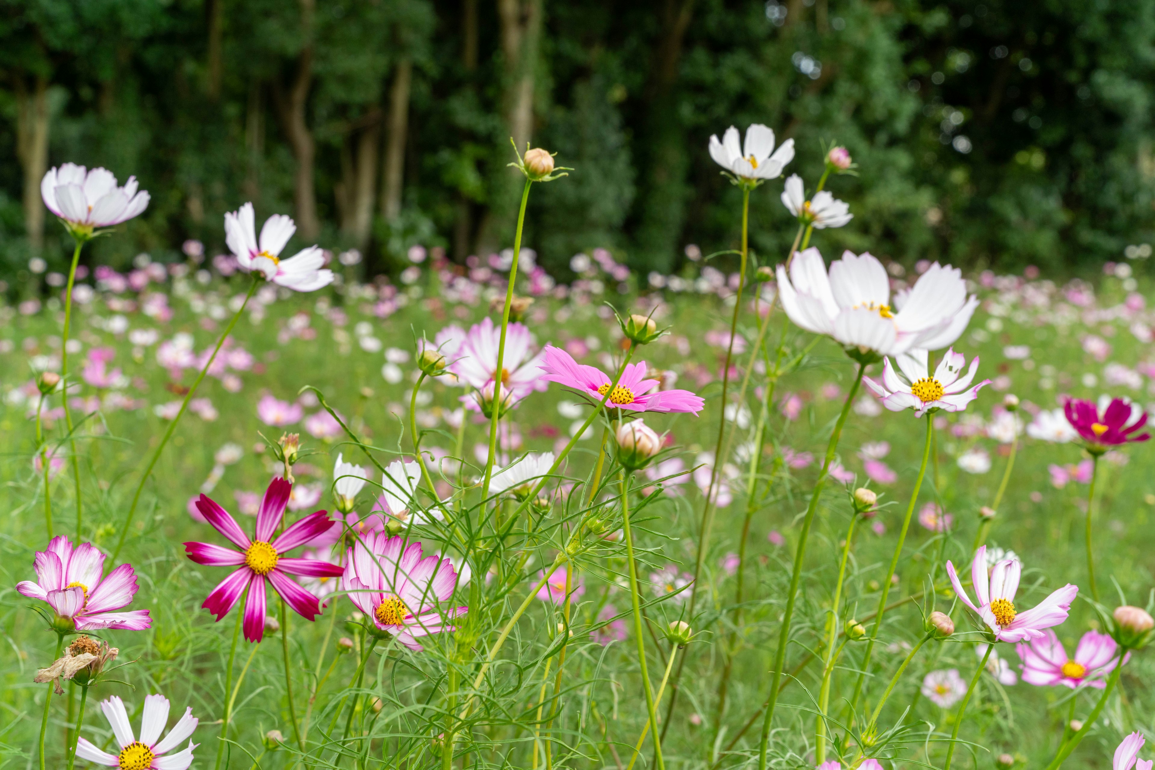 Ladang bunga cosmos yang berwarna-warni yang sedang mekar