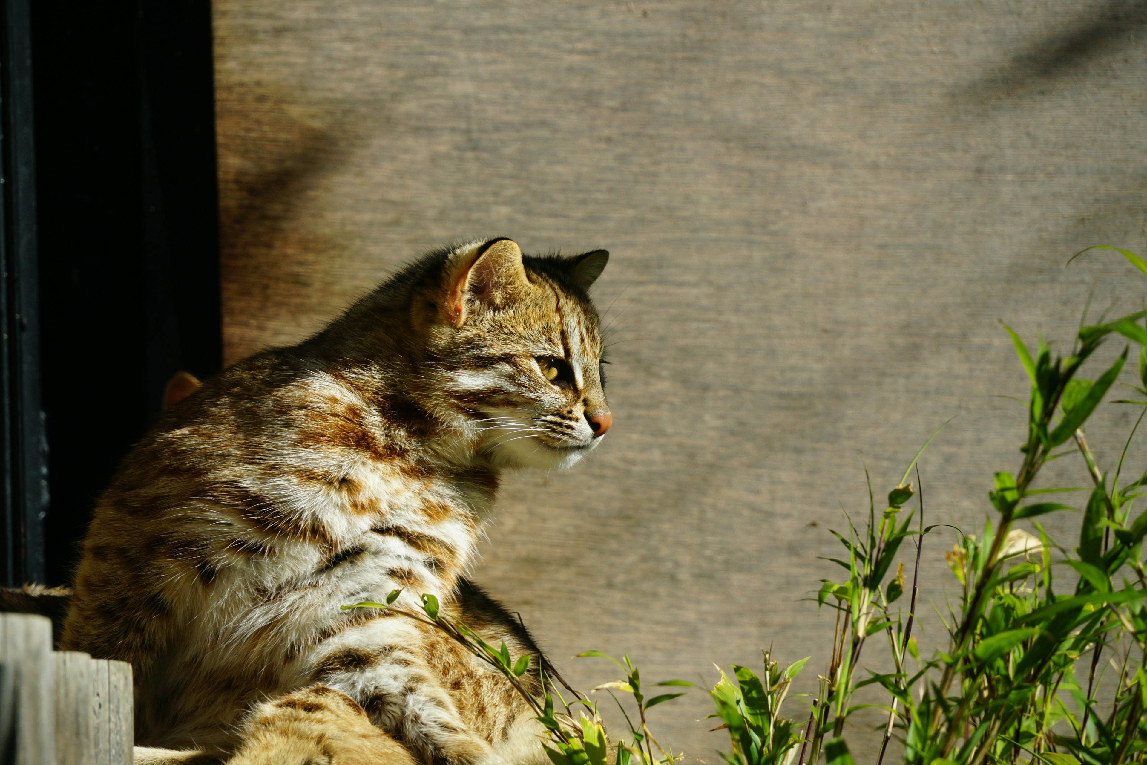 Seitenansicht einer Wildkatze, die nach draußen schaut, nahe einem Fenster