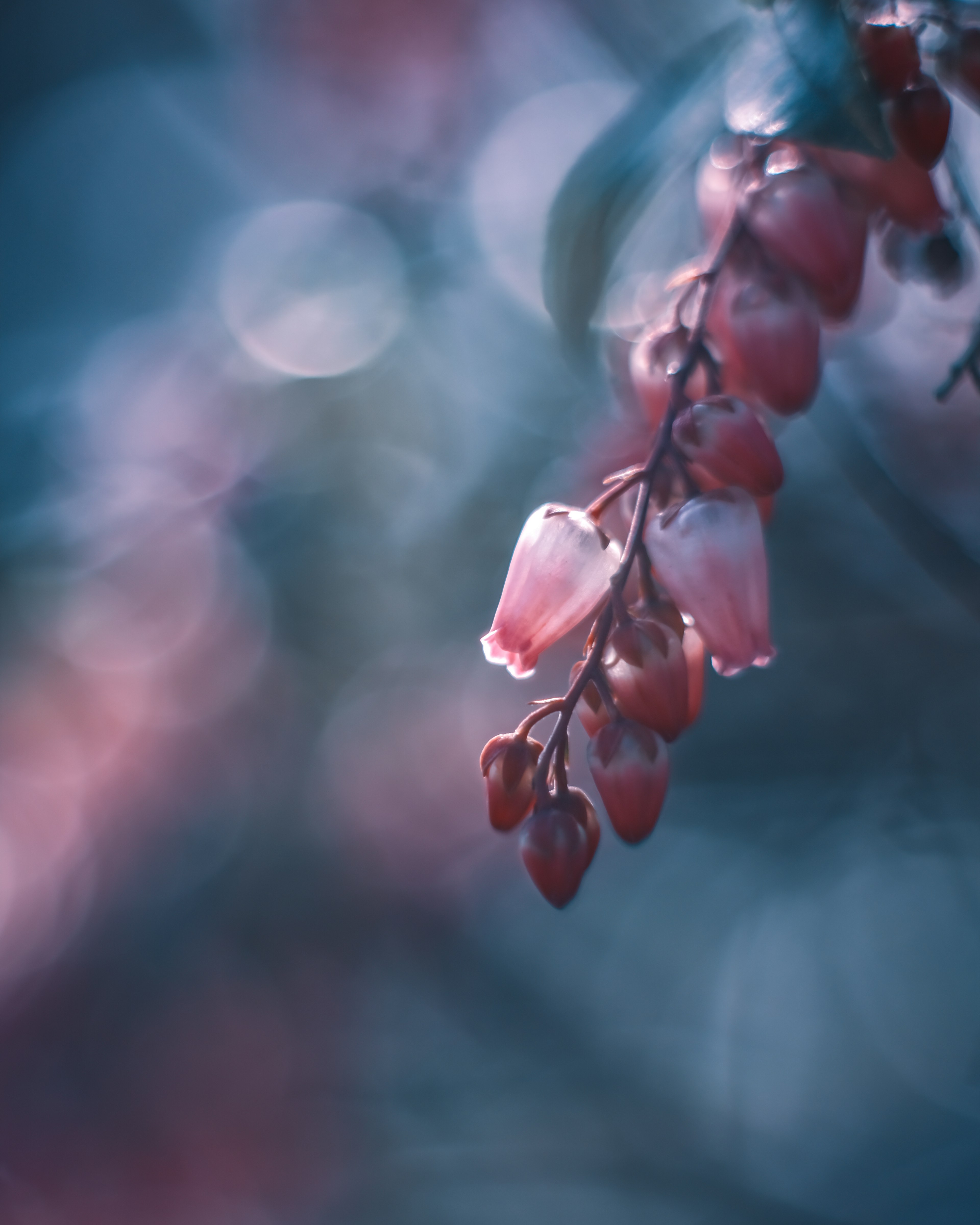 Ein schönes Bild von rosa Blumen, die vor einem dunklen Hintergrund hängen