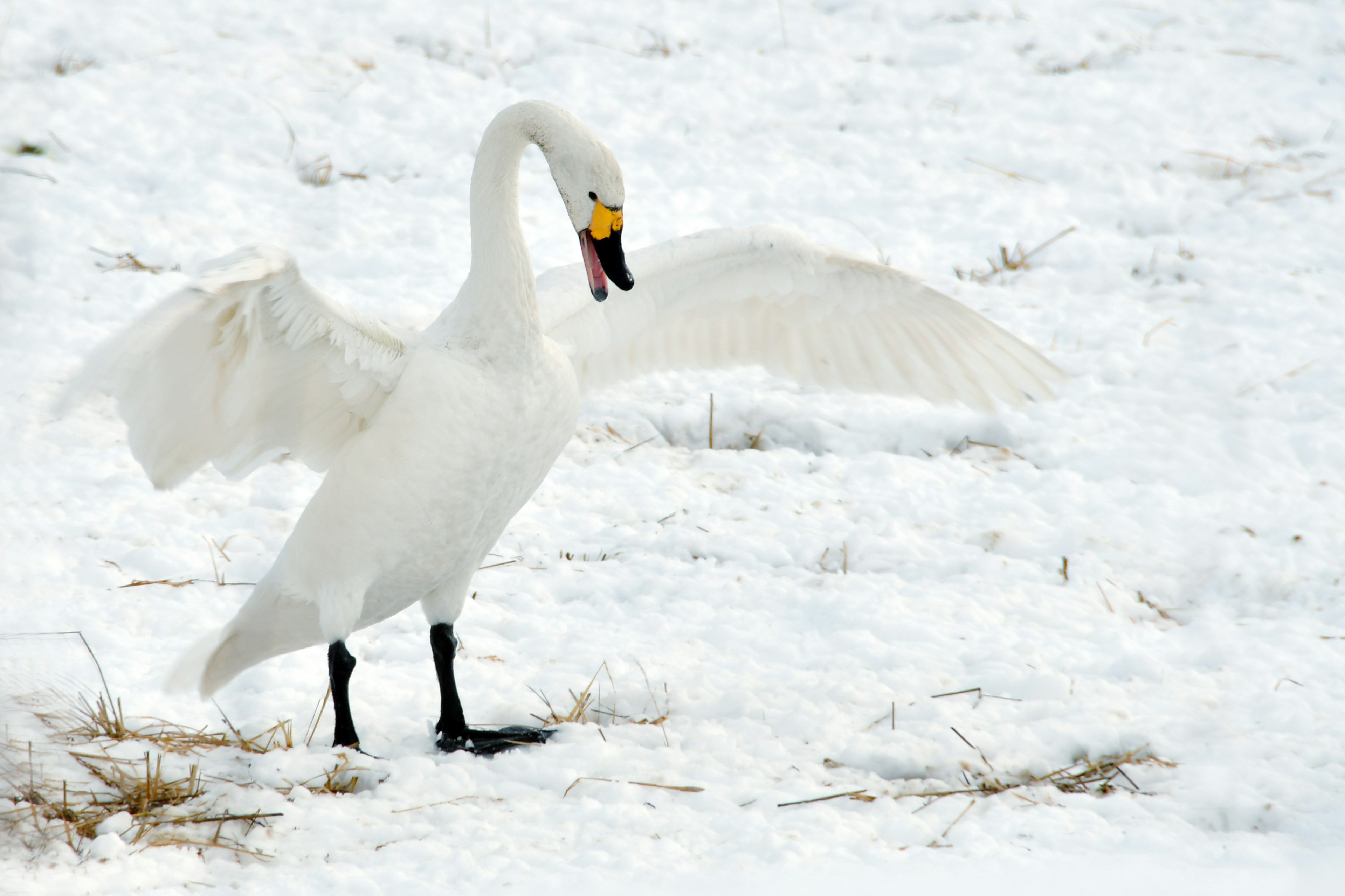 Ein Schwan breitet seine Flügel im Schnee aus