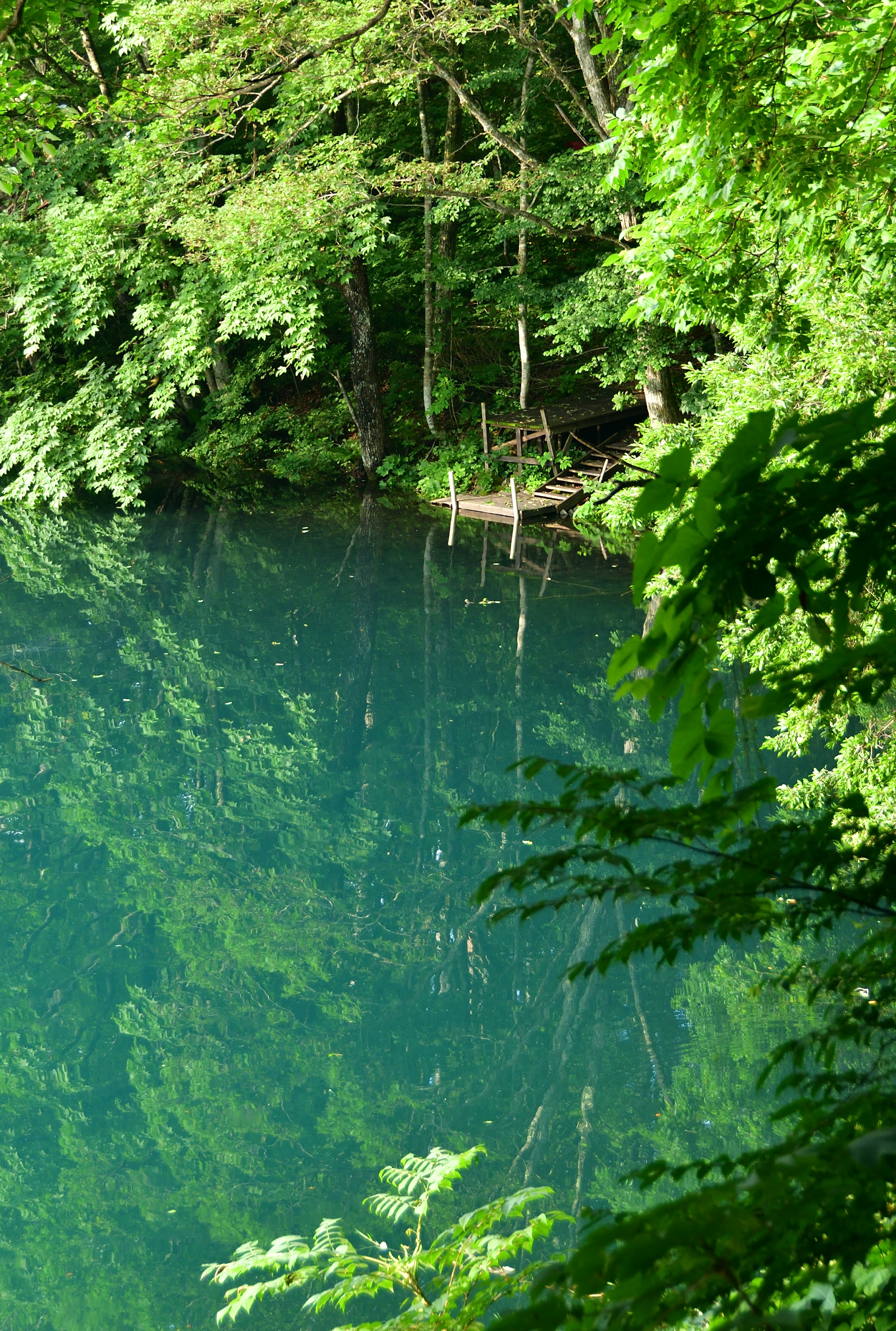 Un estanque tranquilo con una superficie azul que refleja un follaje verde