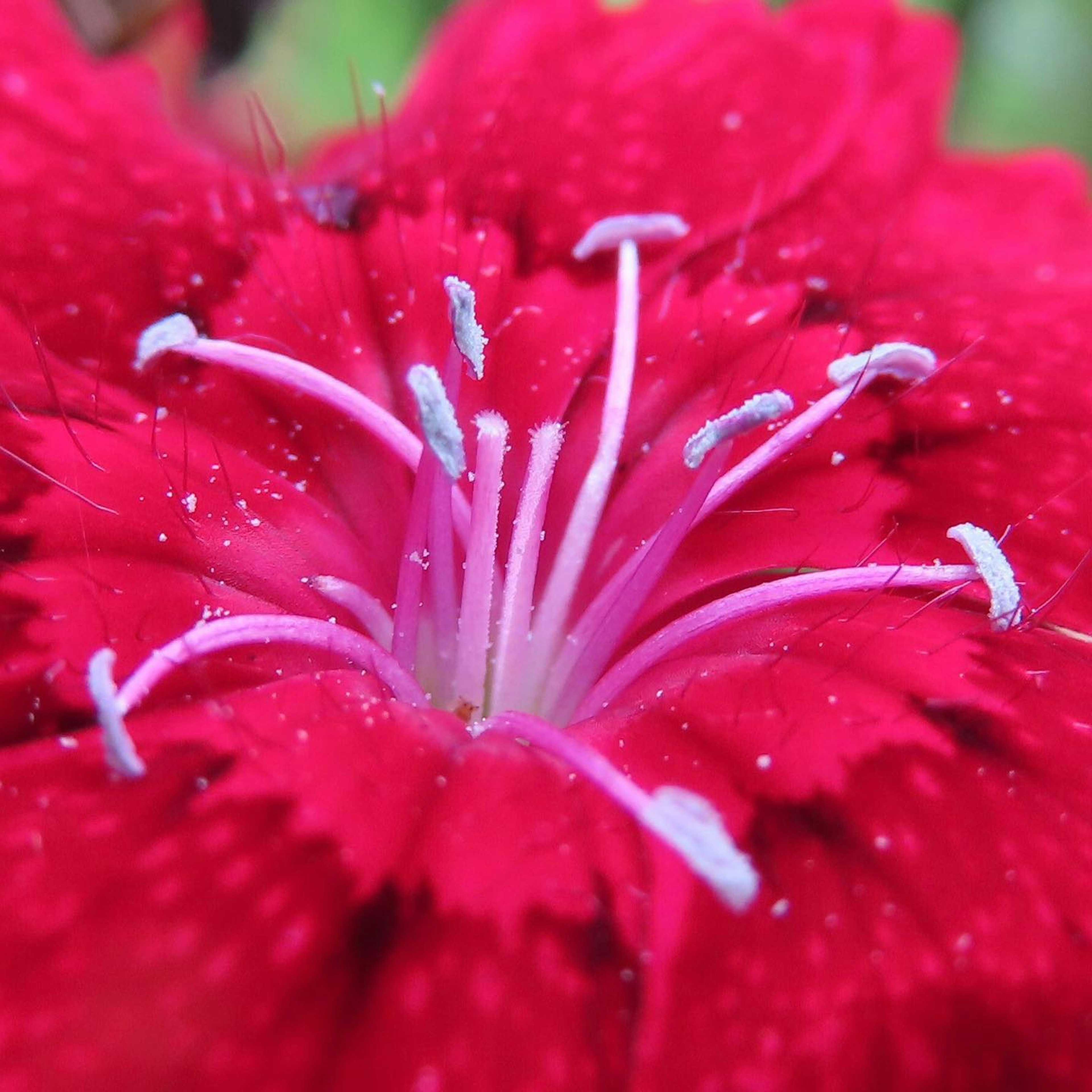 Gros plan d'une fleur rouge vif avec des étamines blanches proéminentes