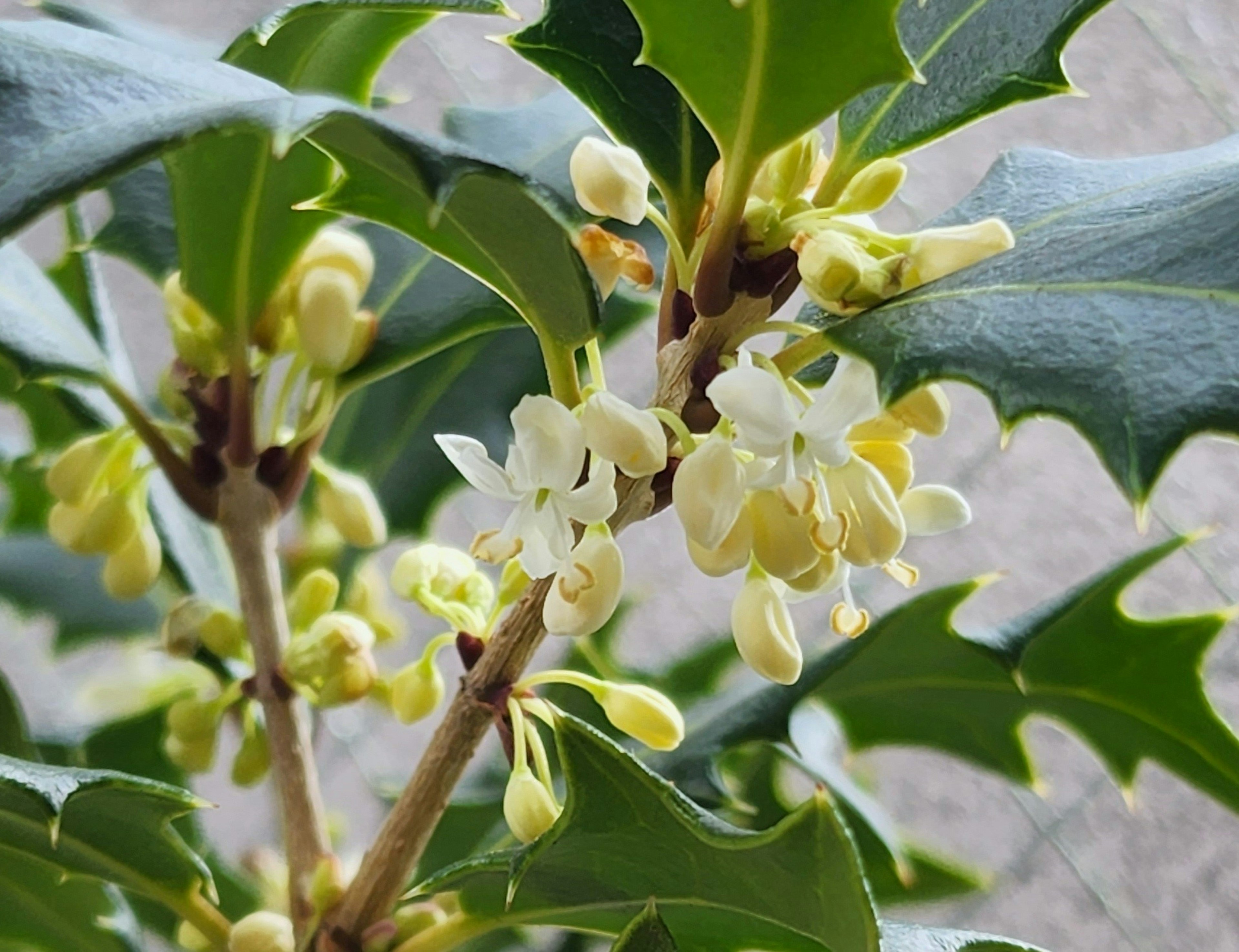 Petites fleurs blanches épanouies sur une branche de houx avec des feuilles vertes