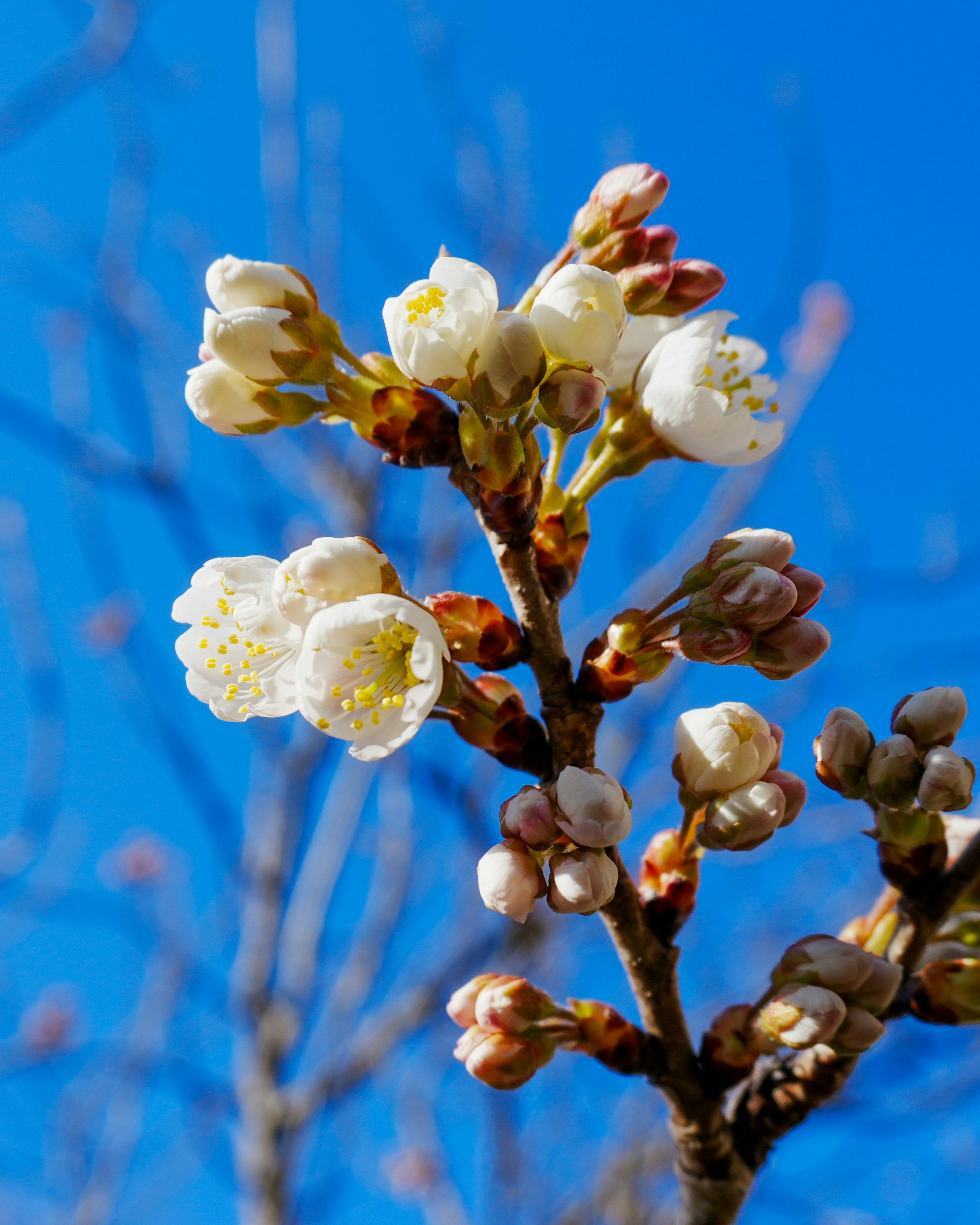 Cherry blossom branch with white flowers and buds against a blue sky