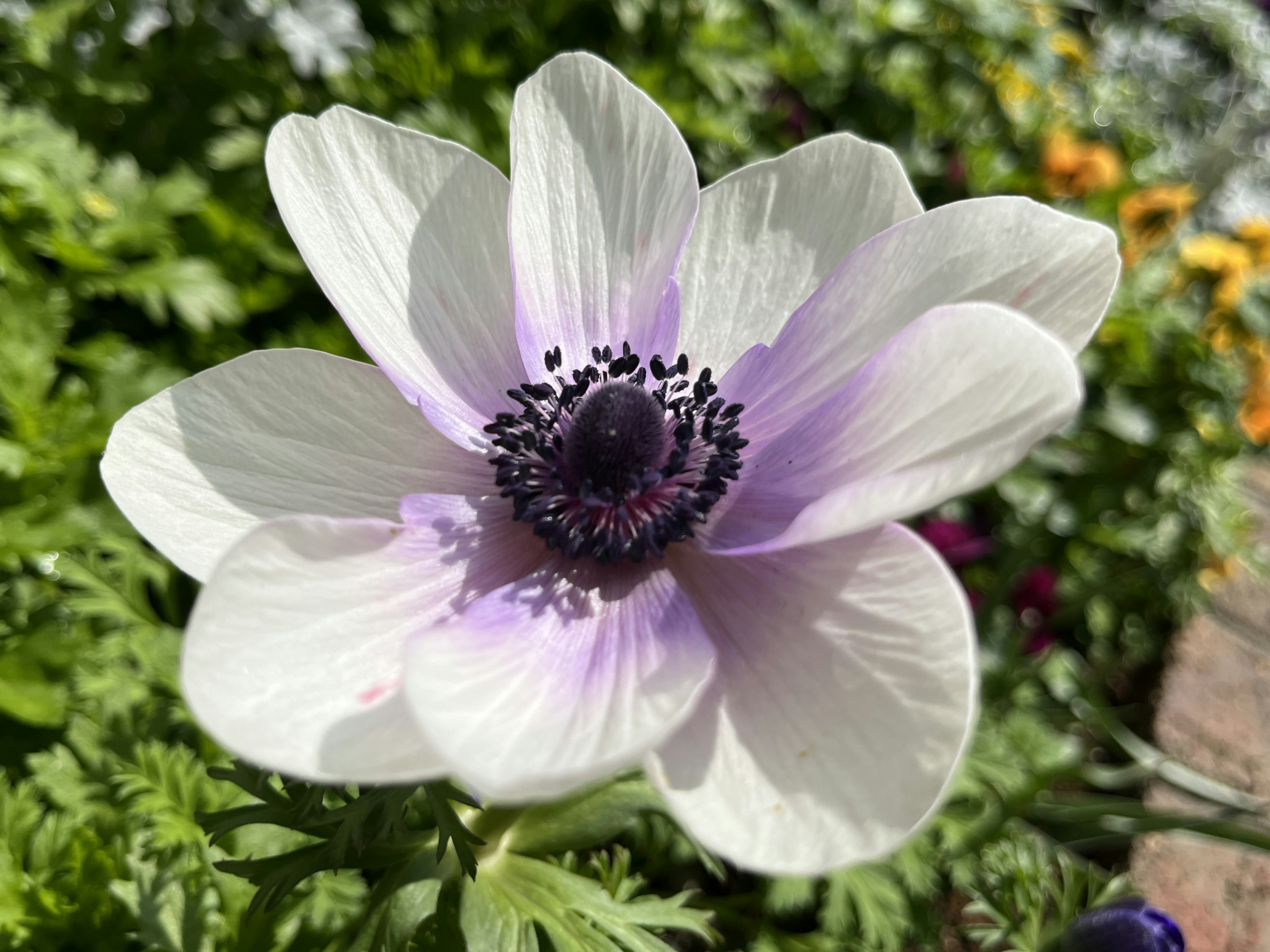 Una flor de anémona blanca en flor con acentos lavanda y centro oscuro