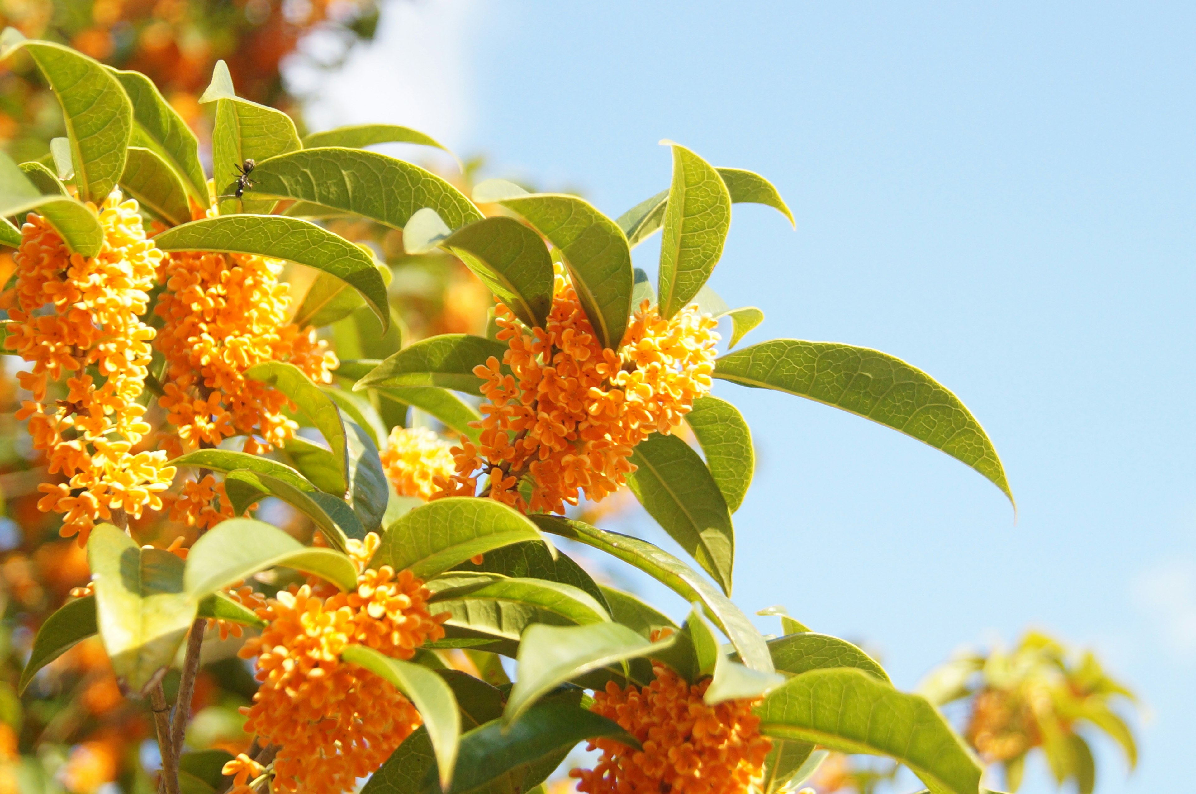 Fleurs orange vif sur une branche feuillue