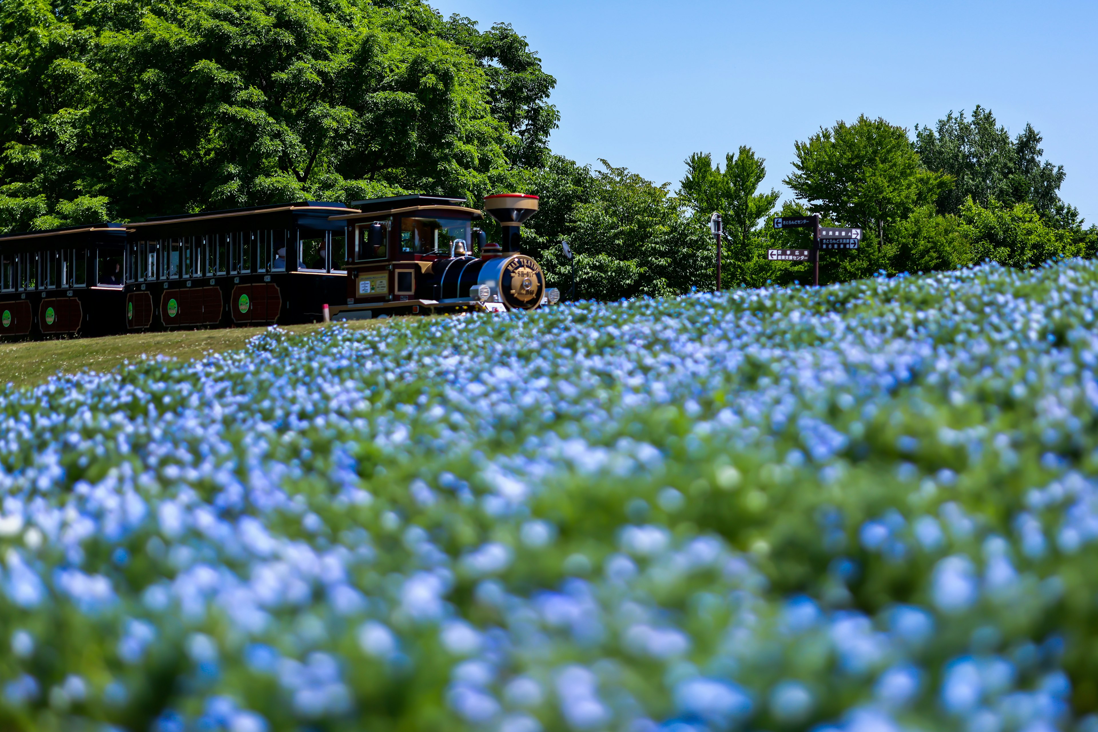 Un tren turístico en un campo de flores azules