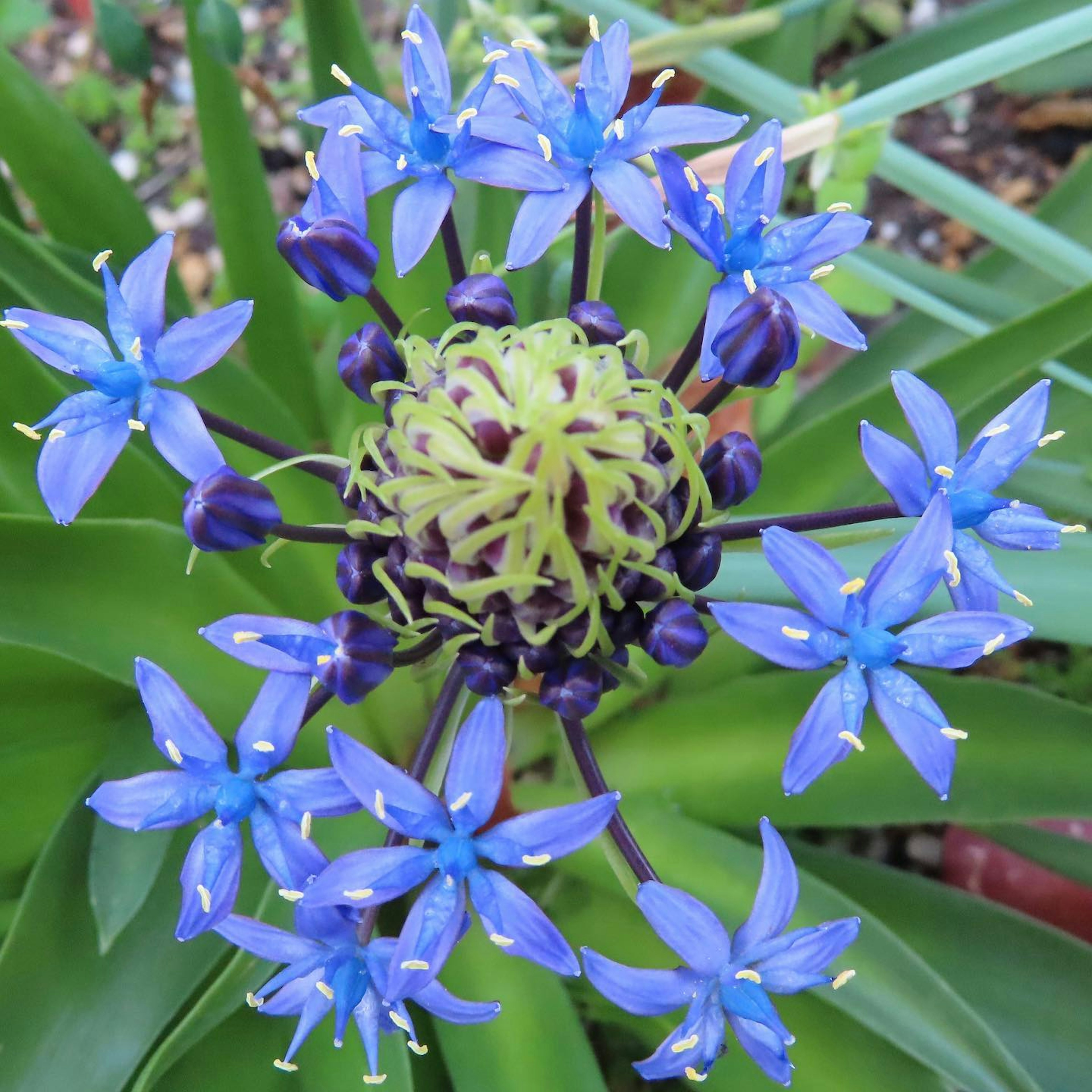 Beautiful plant with blue flowers surrounding a green spherical center