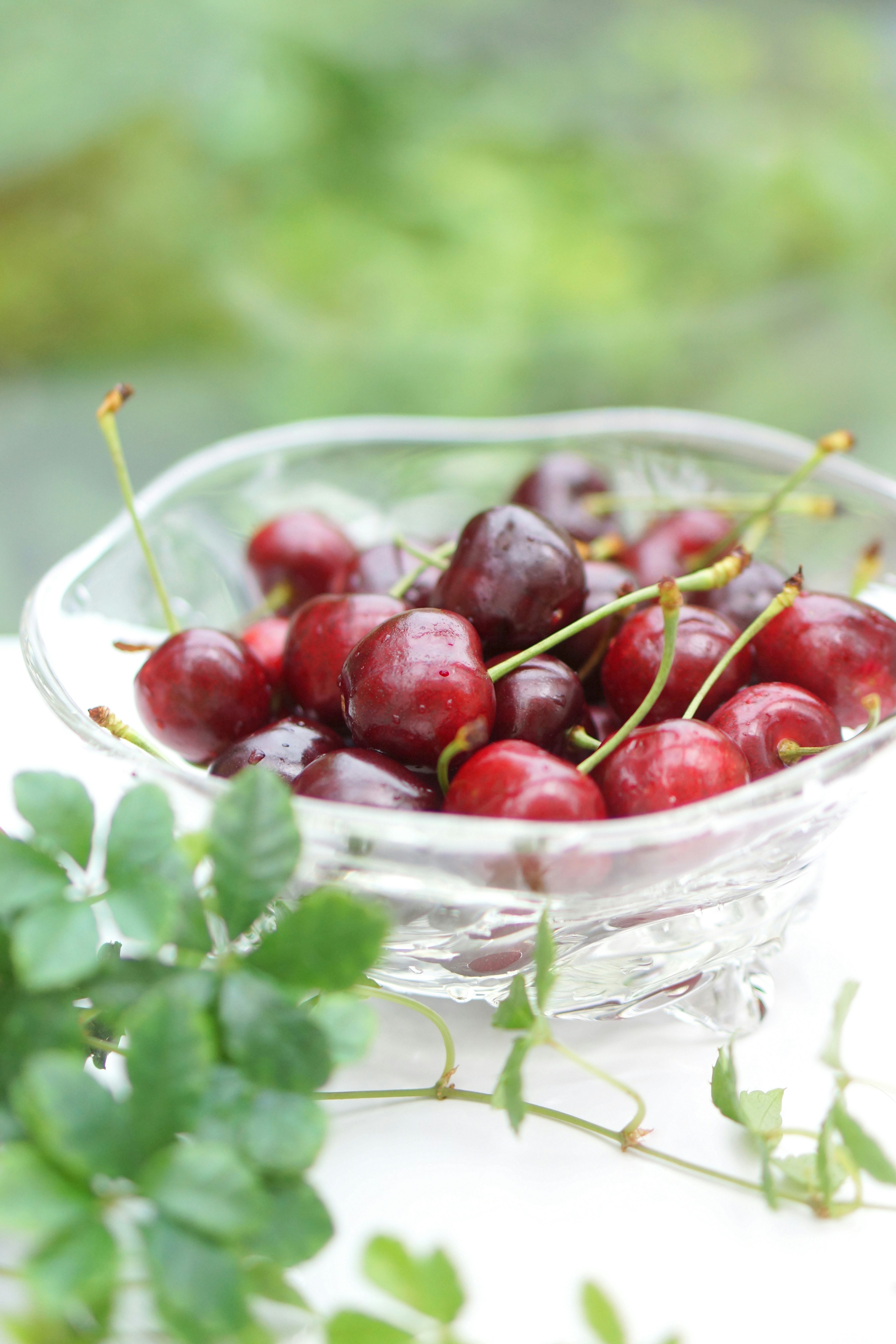 Fresh red cherries in a clear bowl with green foliage in the background