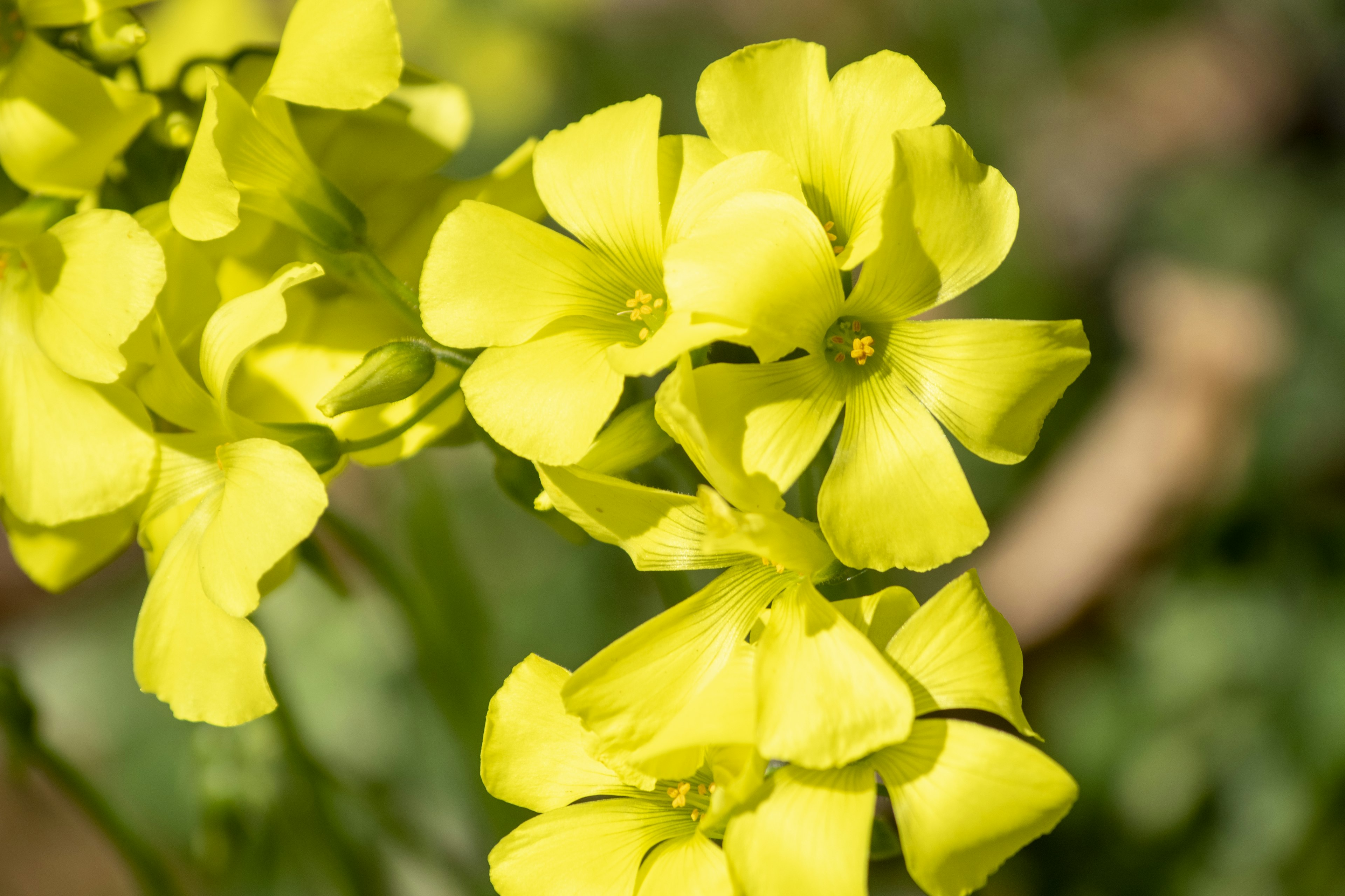 Lebendige gelbe Blumen in voller Blüte