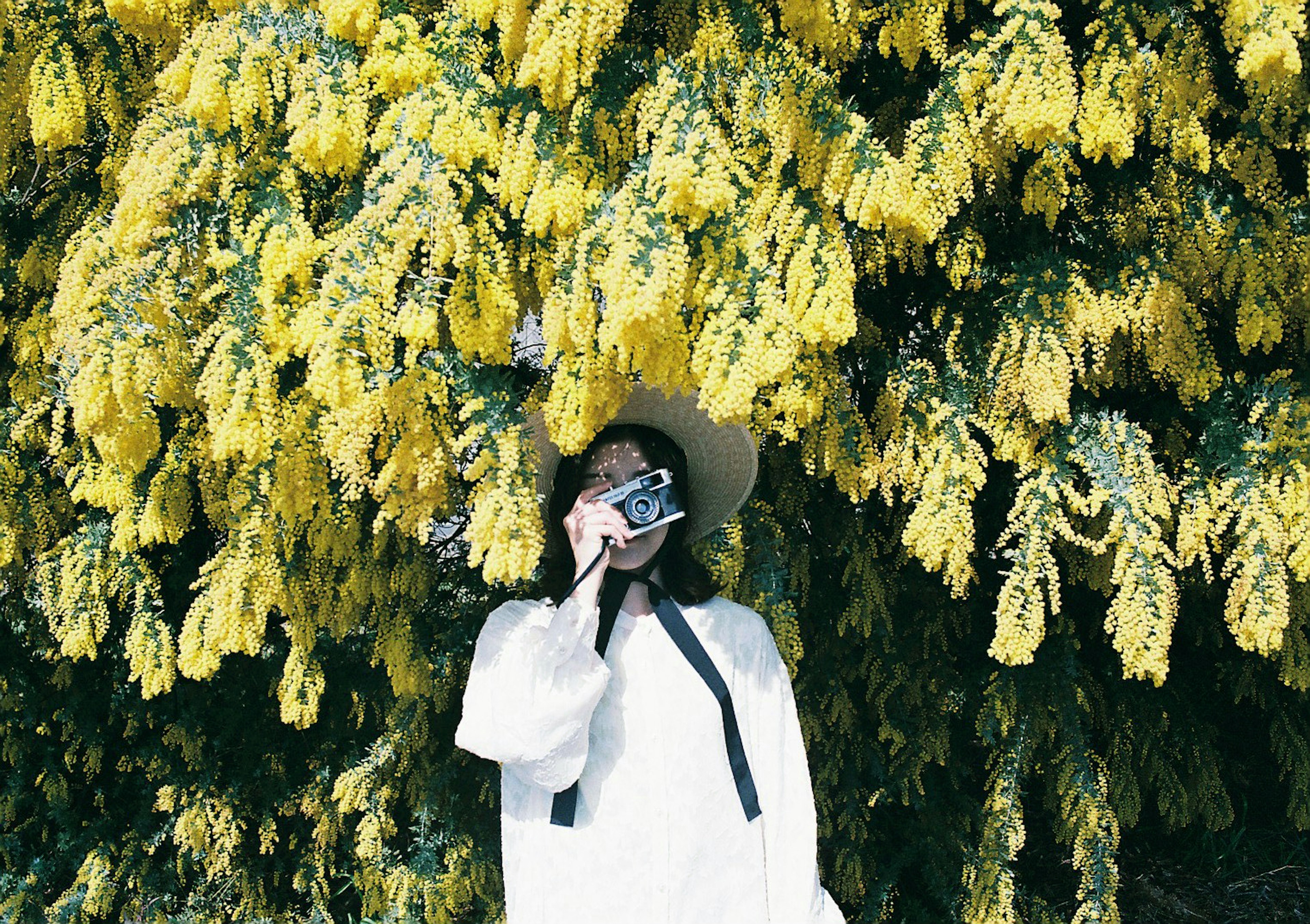 Una mujer sosteniendo una cámara está de pie frente a un árbol de flores amarillas