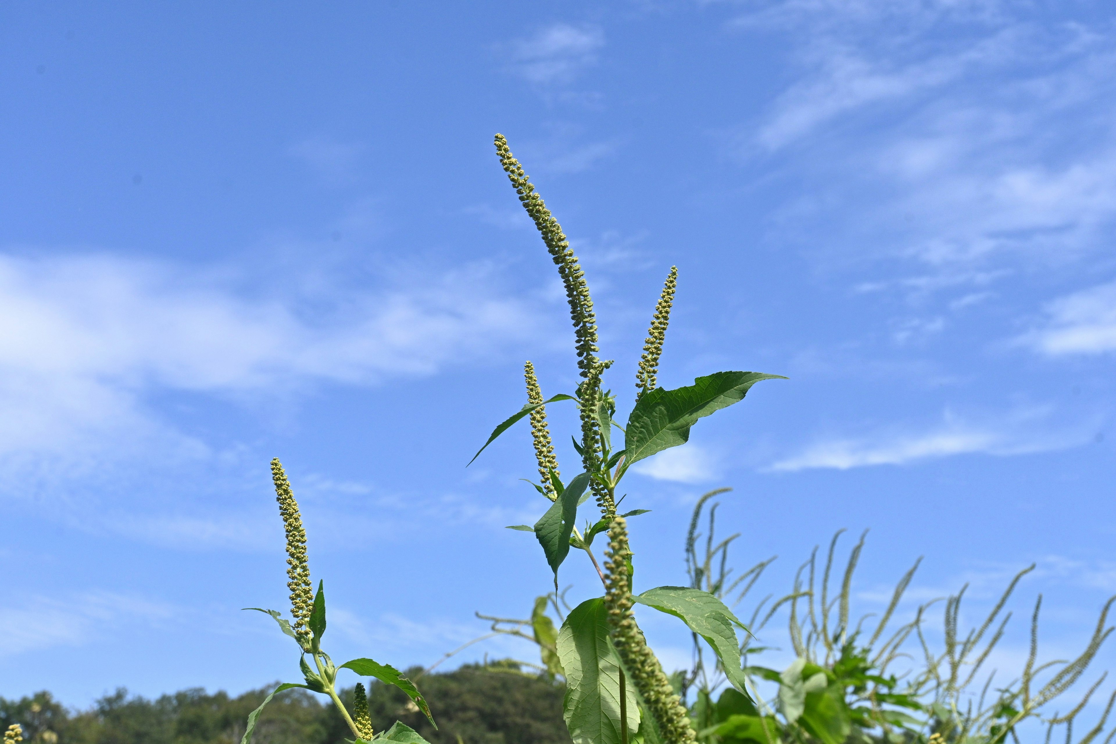 绿色植物茎在蓝天背景下生长