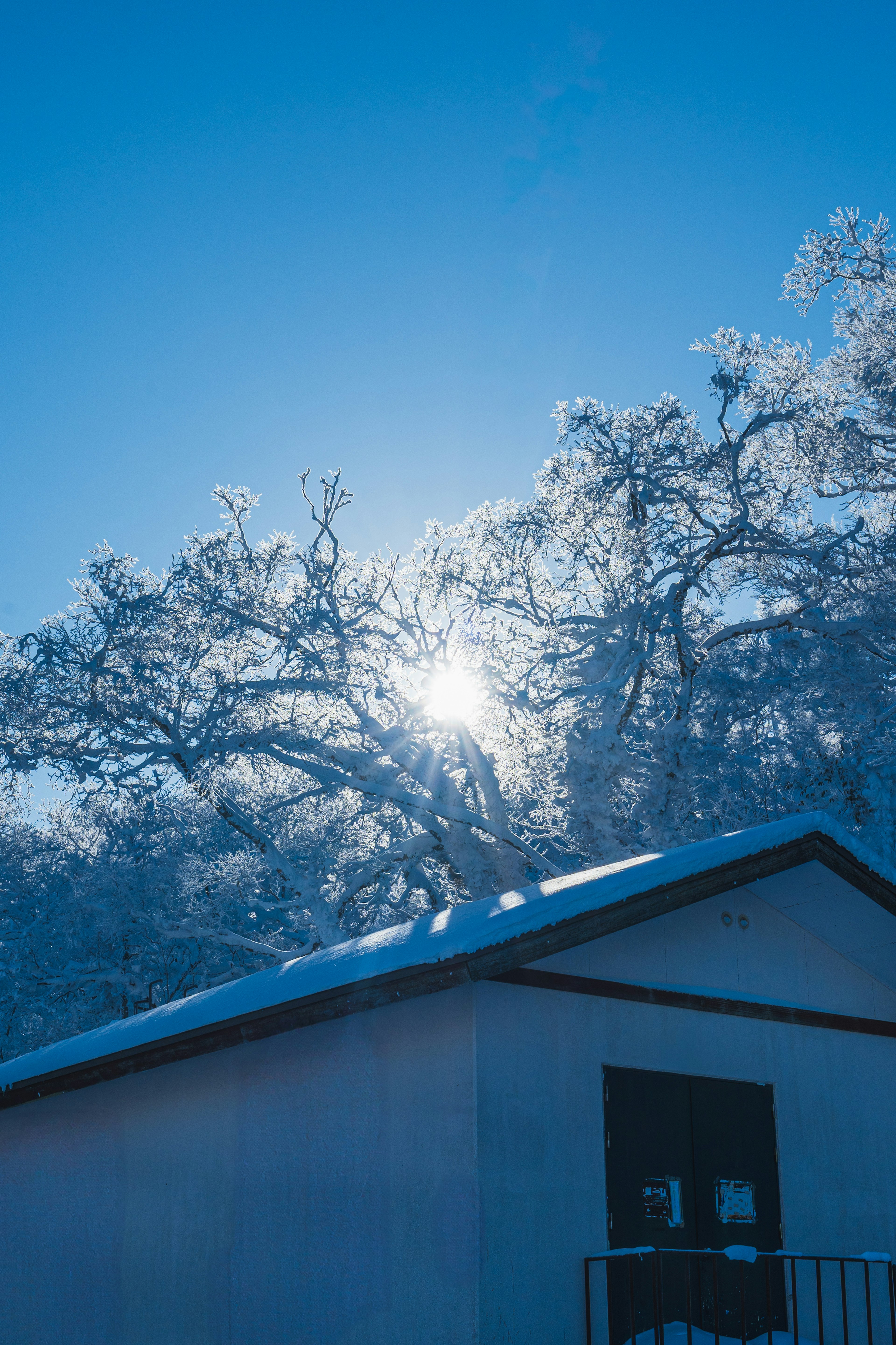 Snow-covered trees glistening under a blue sky with a white house in the foreground