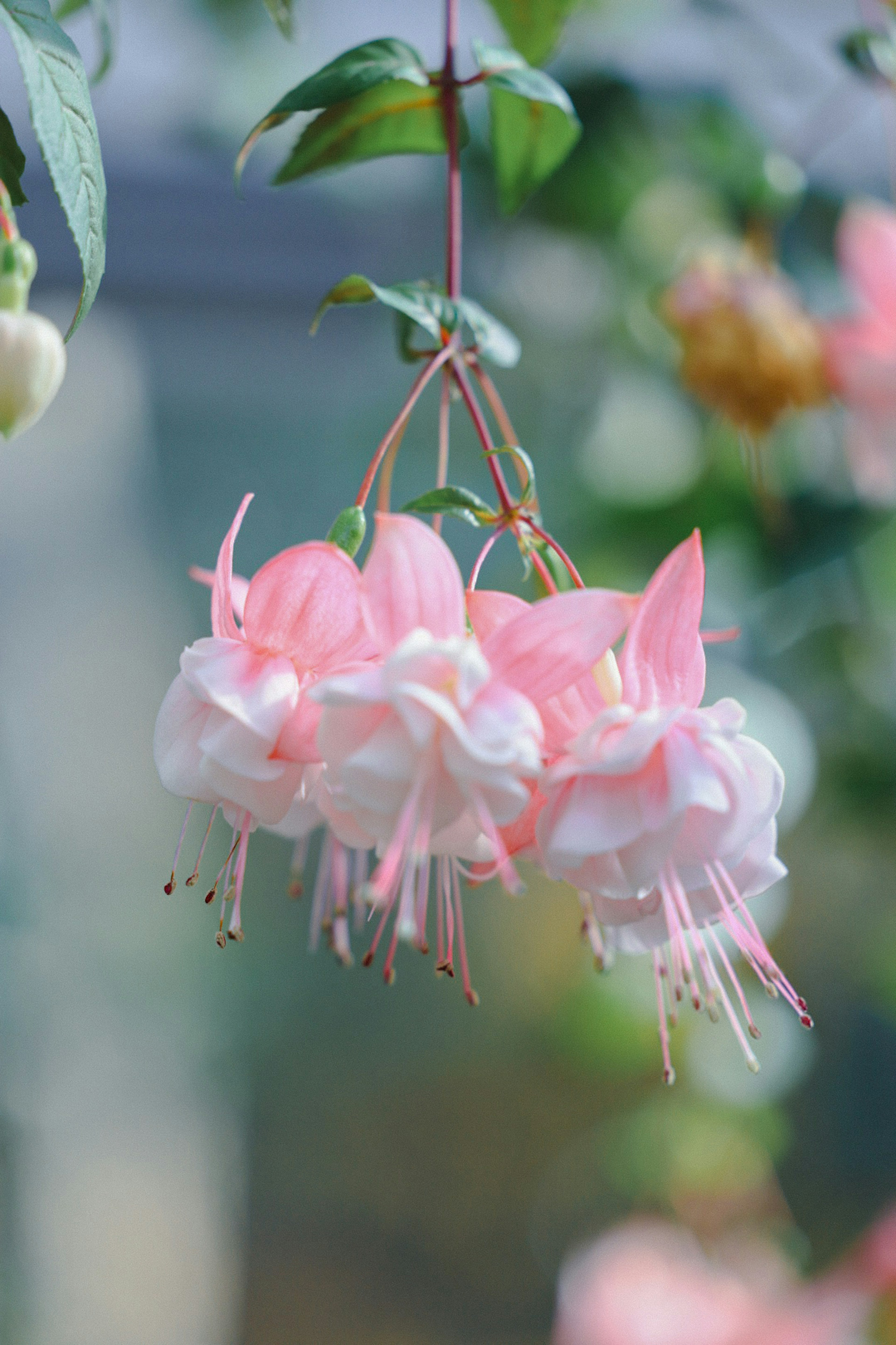 ピンクと白のフクシアの花がぶら下がっている