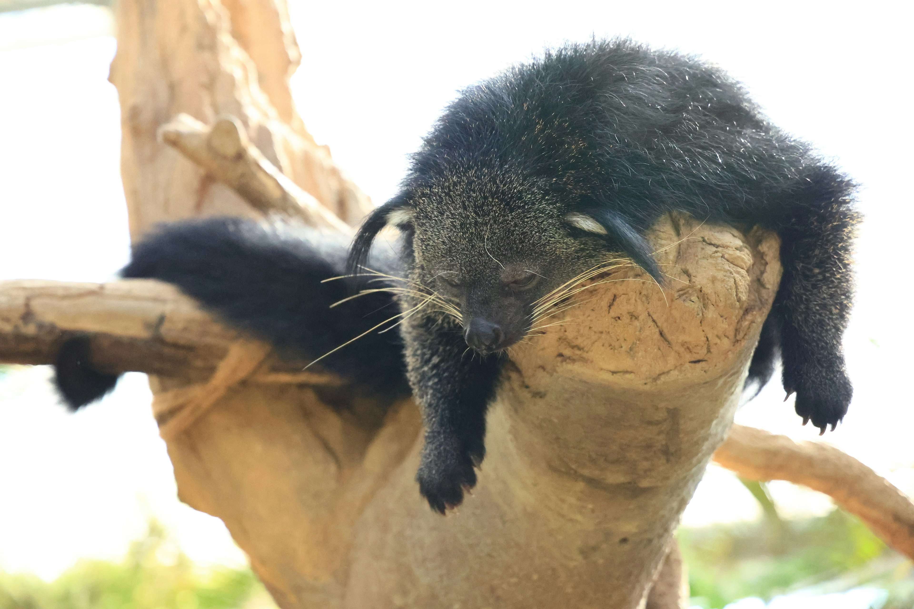 Un animal noir se prélassant sur une branche d'arbre