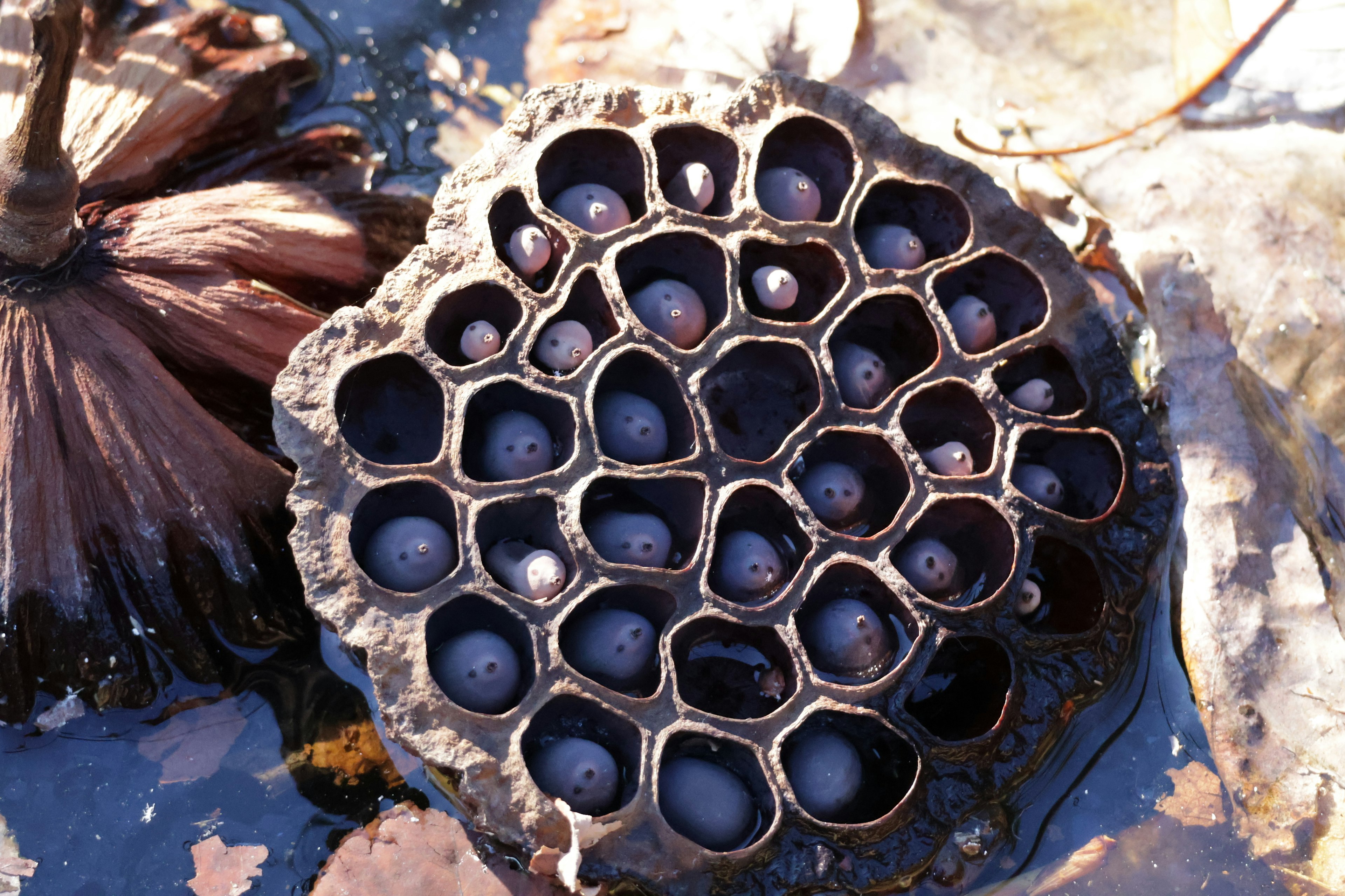 Cross-section of a dried lotus seed pod floating on water