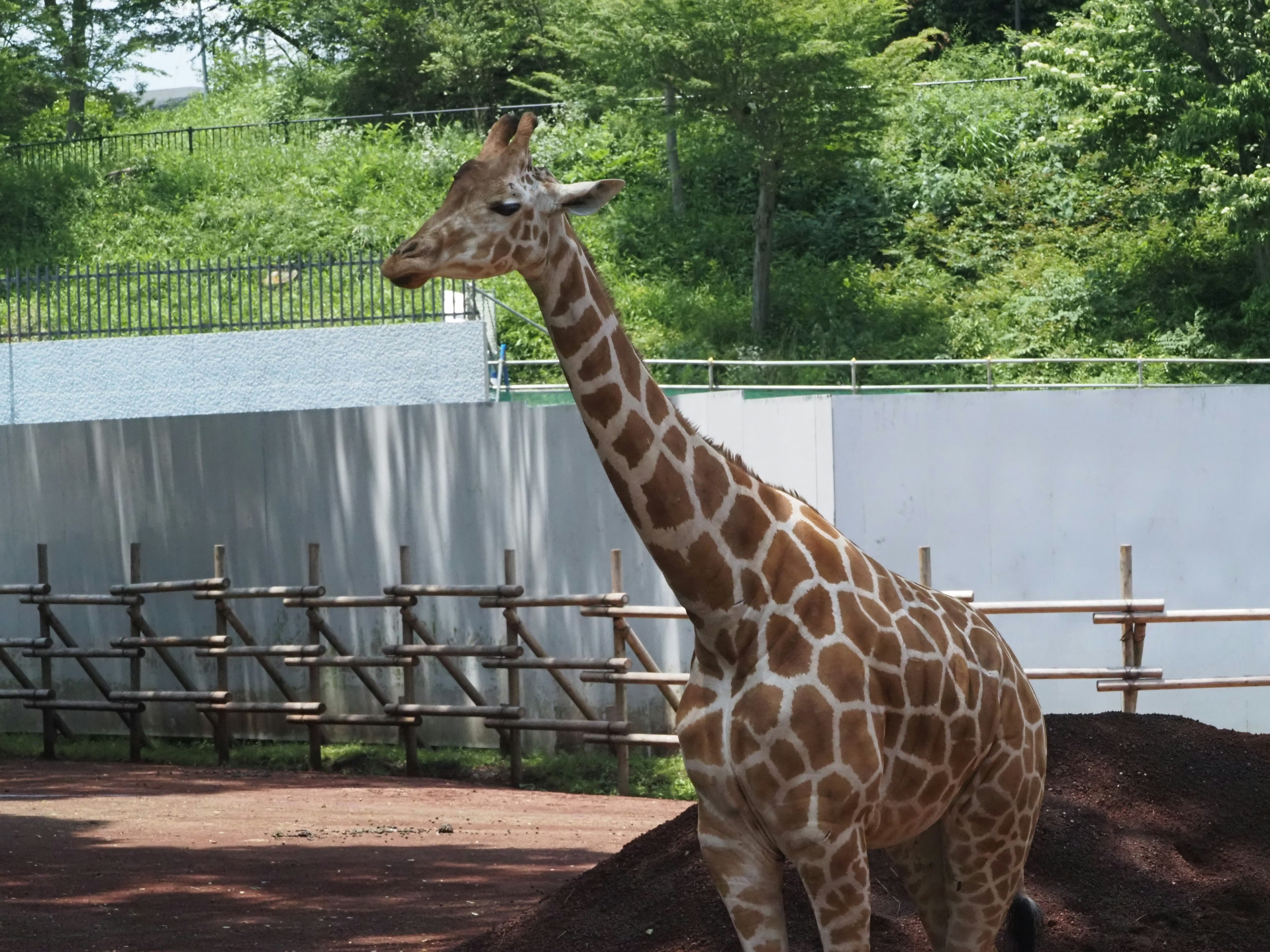 Giraffe standing in a zoo enclosure with greenery in the background