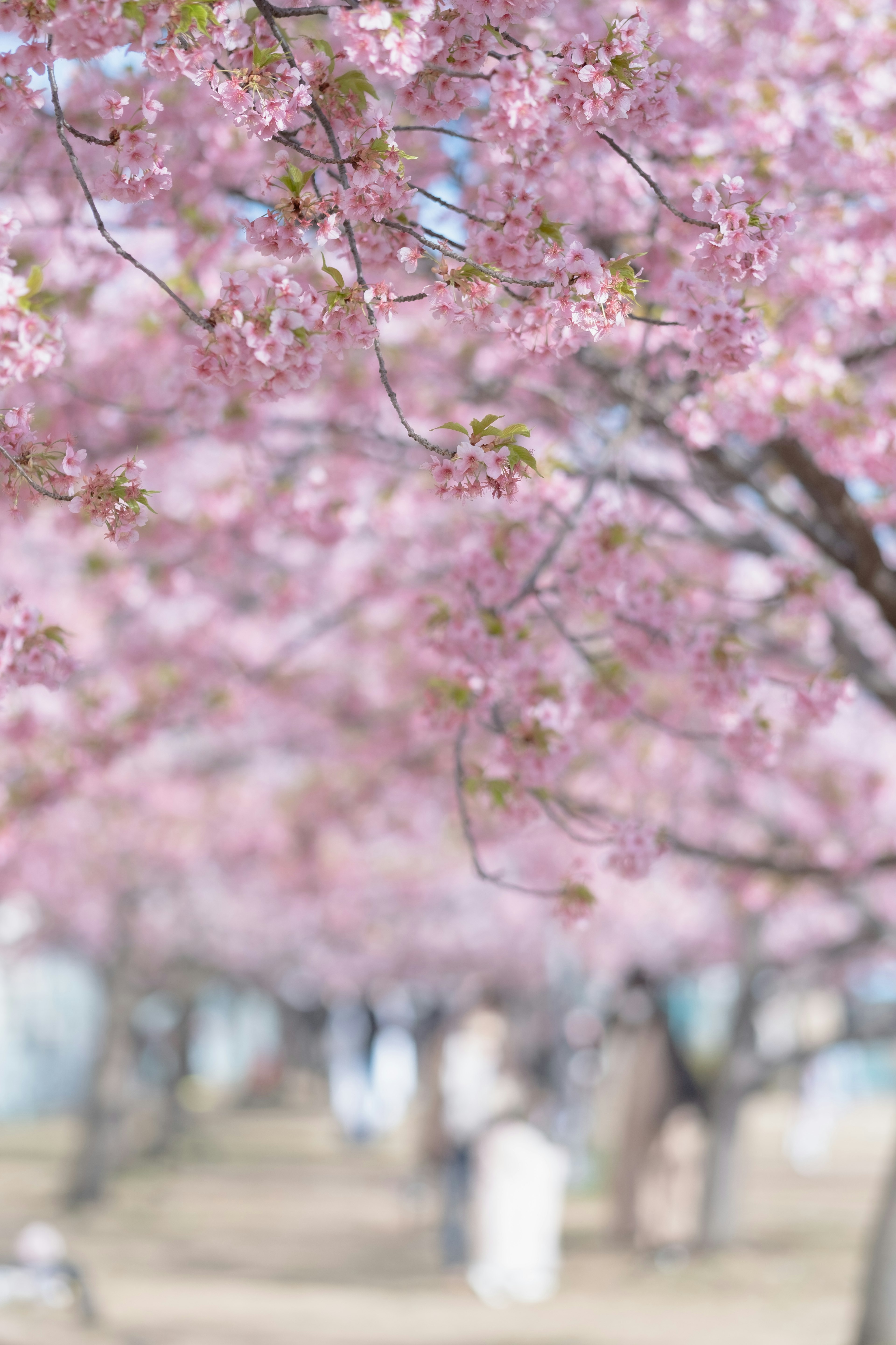 桜の木々が並ぶ風景と淡いピンクの花