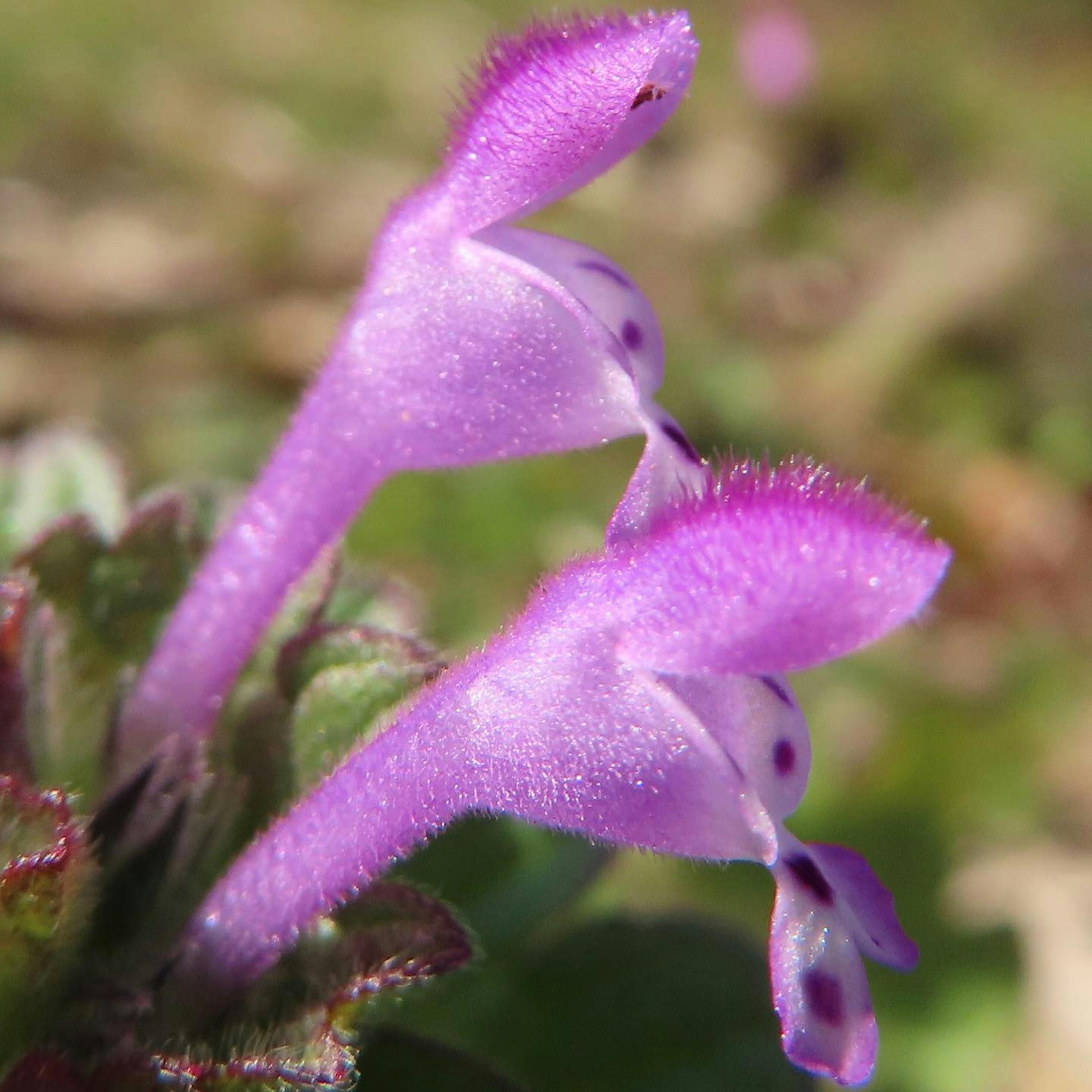 Dos flores moradas vibrantes con pétalos peludos cerca una de la otra