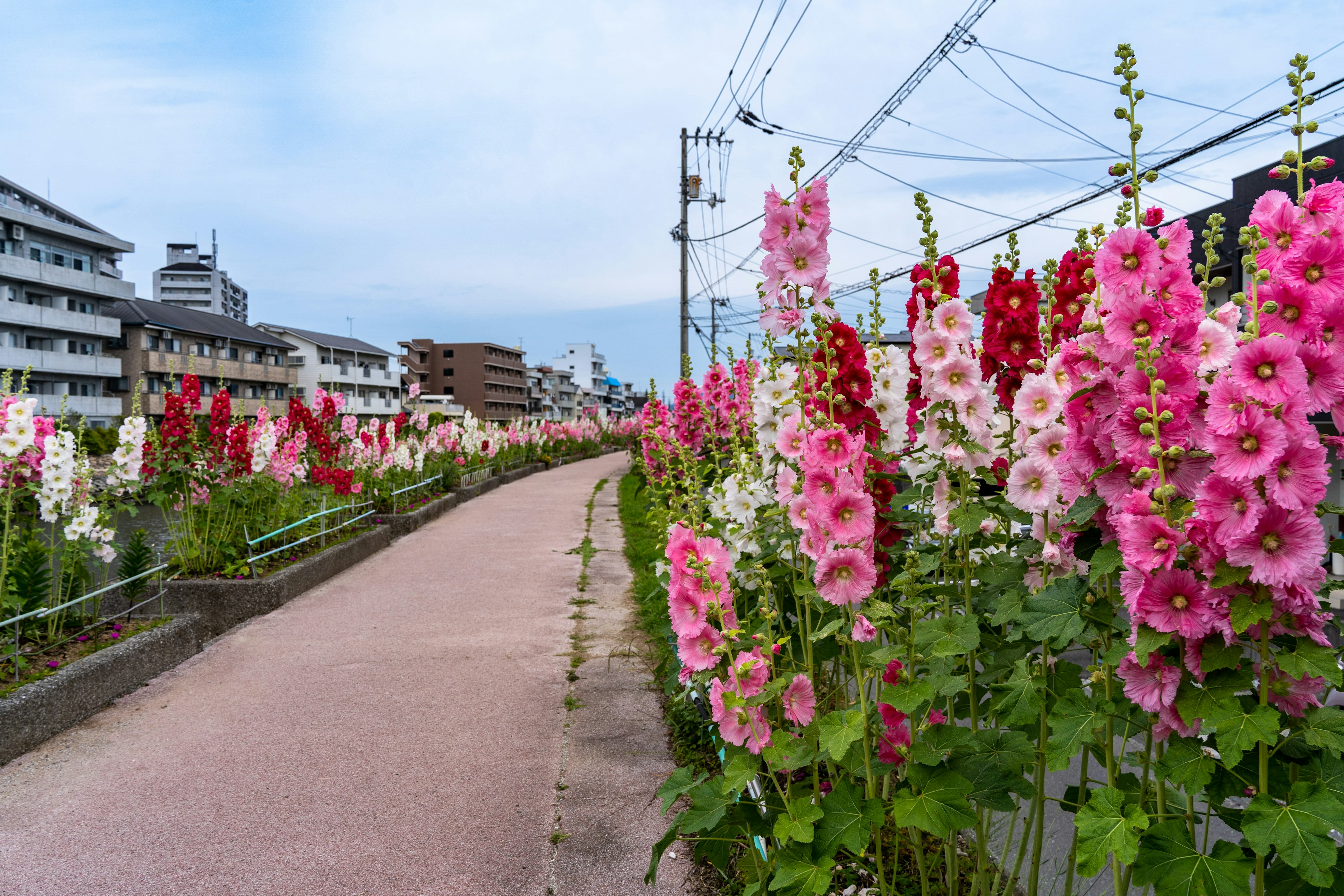 色とりどりのフラワーガーデンが並ぶ道