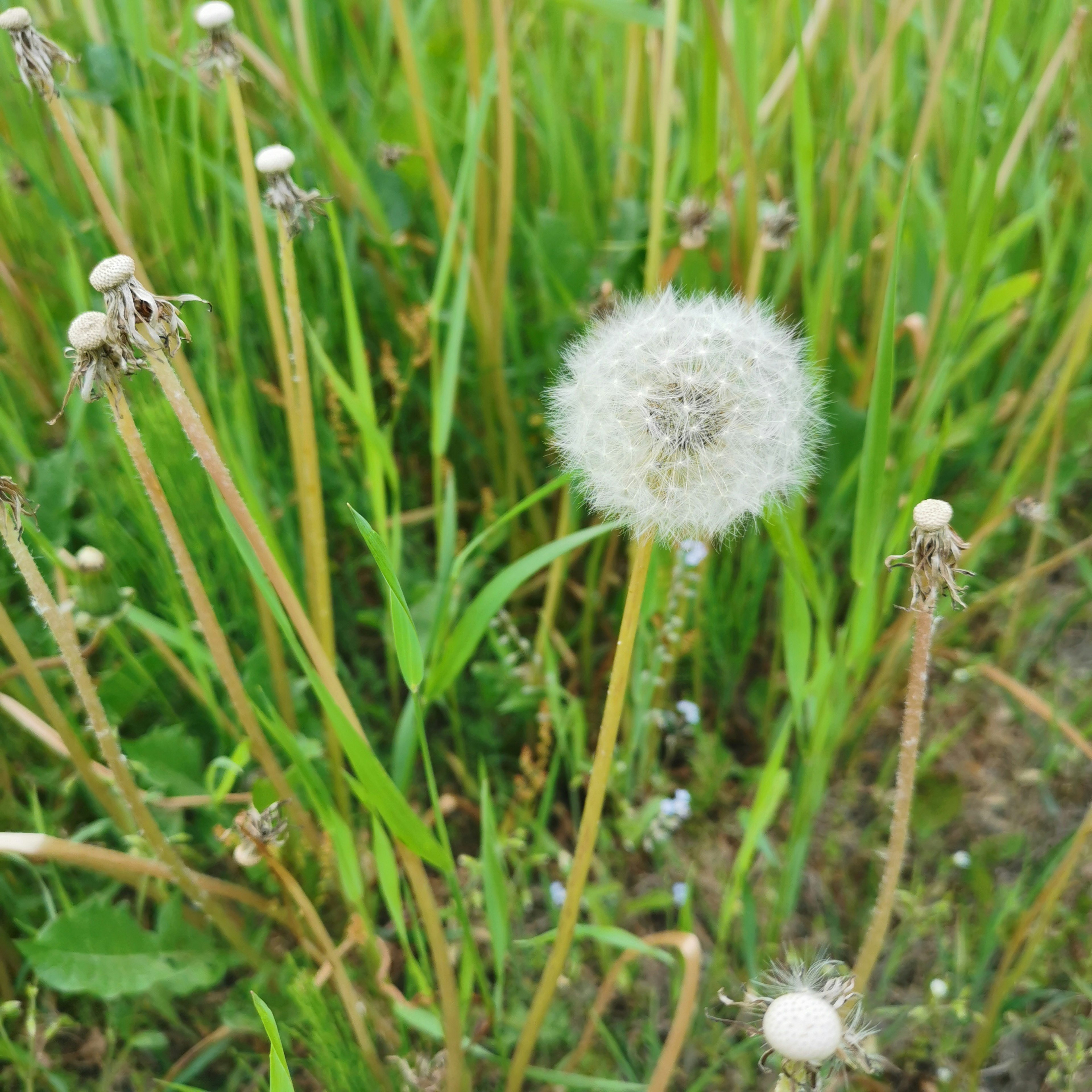 Eine weiße Löwenzahnblume, die zwischen grünem Gras steht