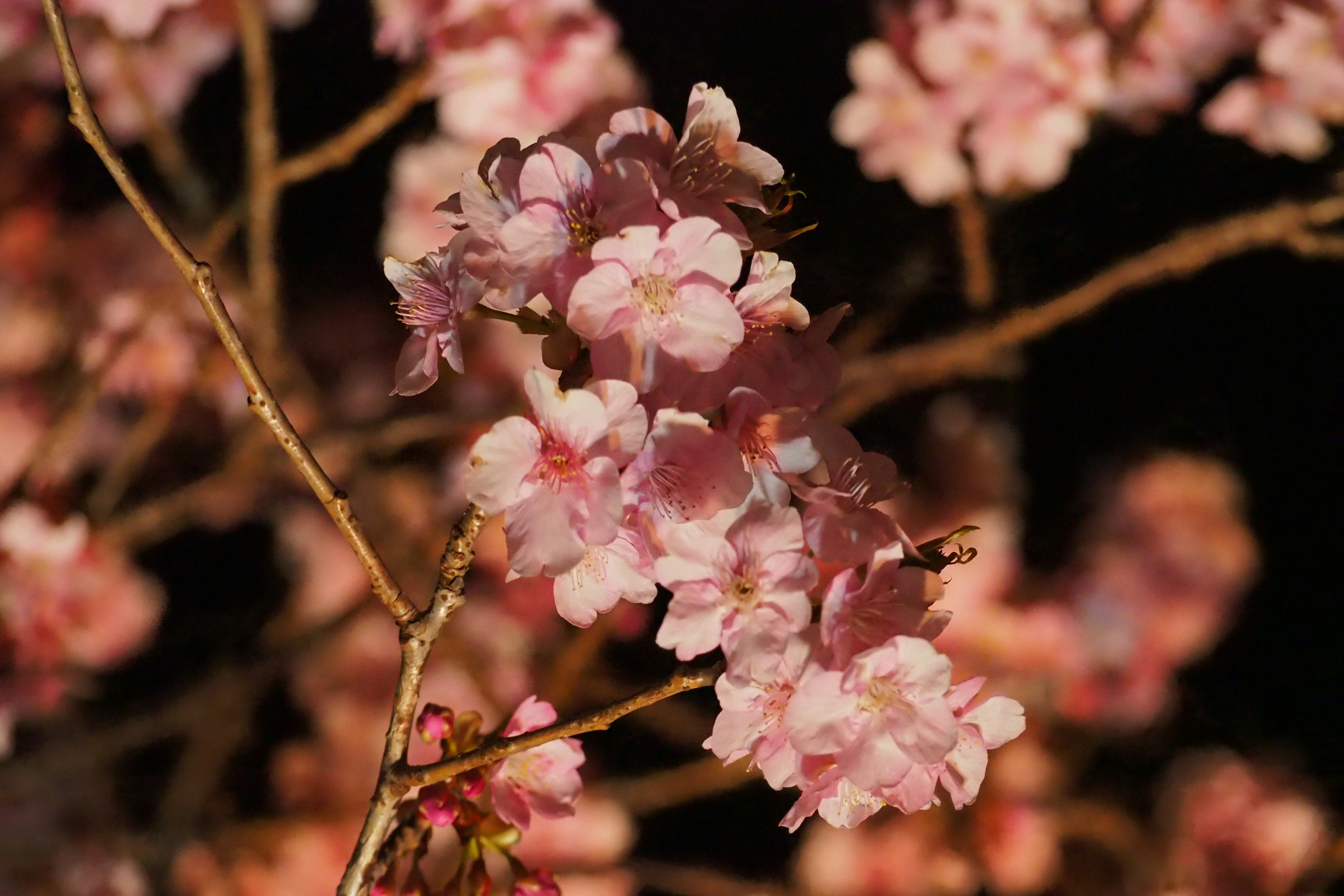 Close-up bunga sakura yang mekar di malam hari