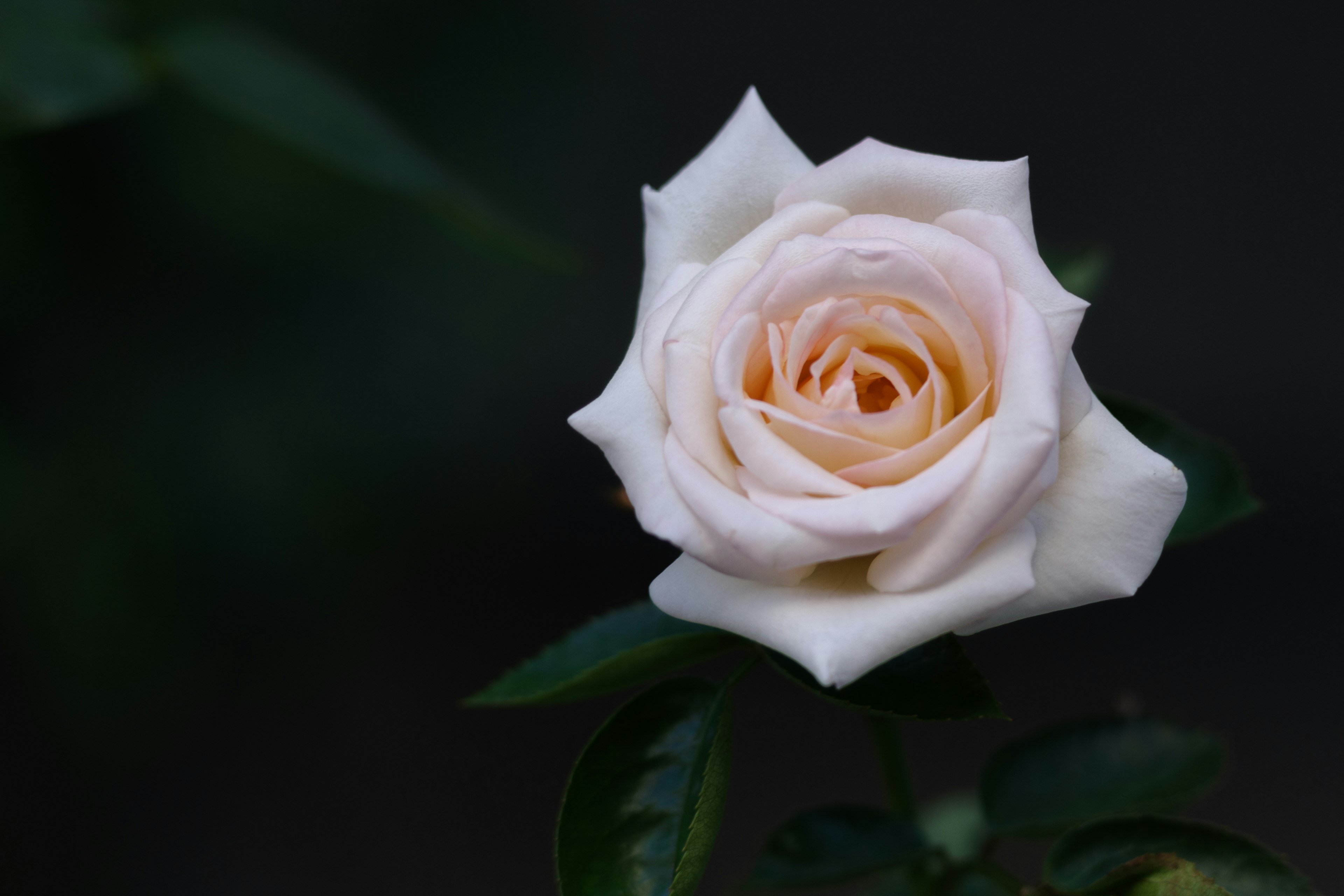 Una rosa rosa pallido si staglia su uno sfondo scuro