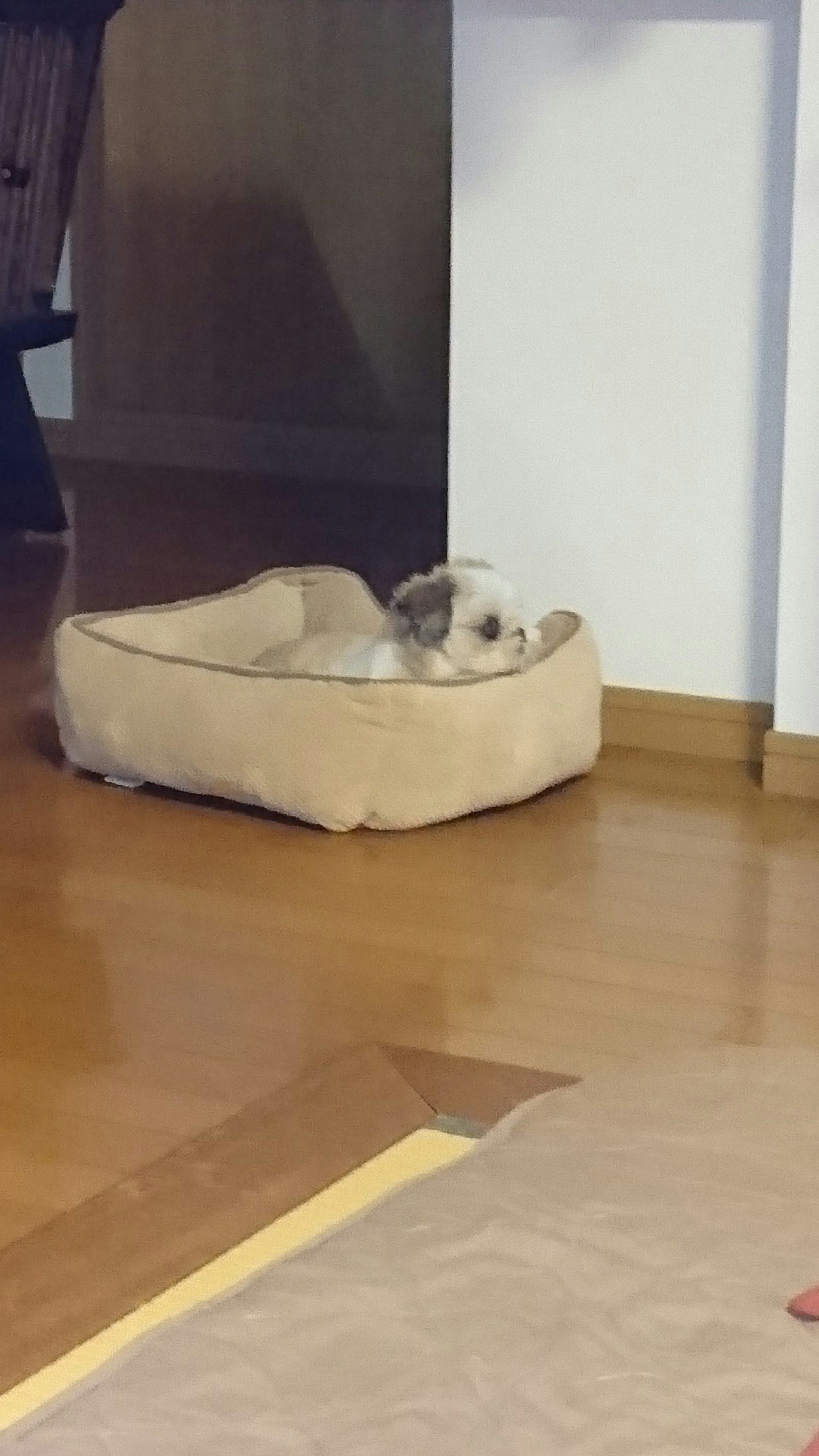 Un petit chien se reposant sur un lit pour chien beige près d'un mur